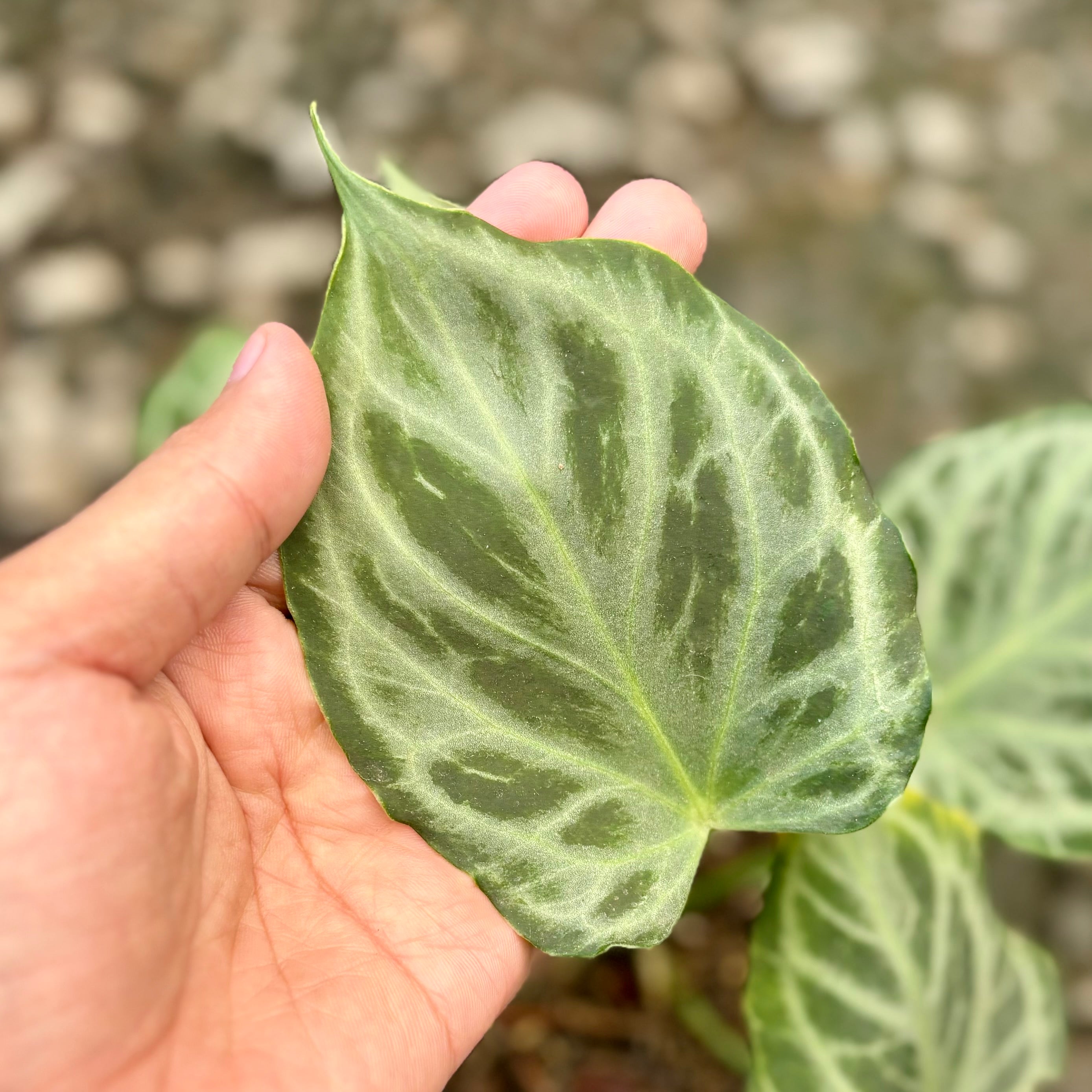Anthurium silver tiger