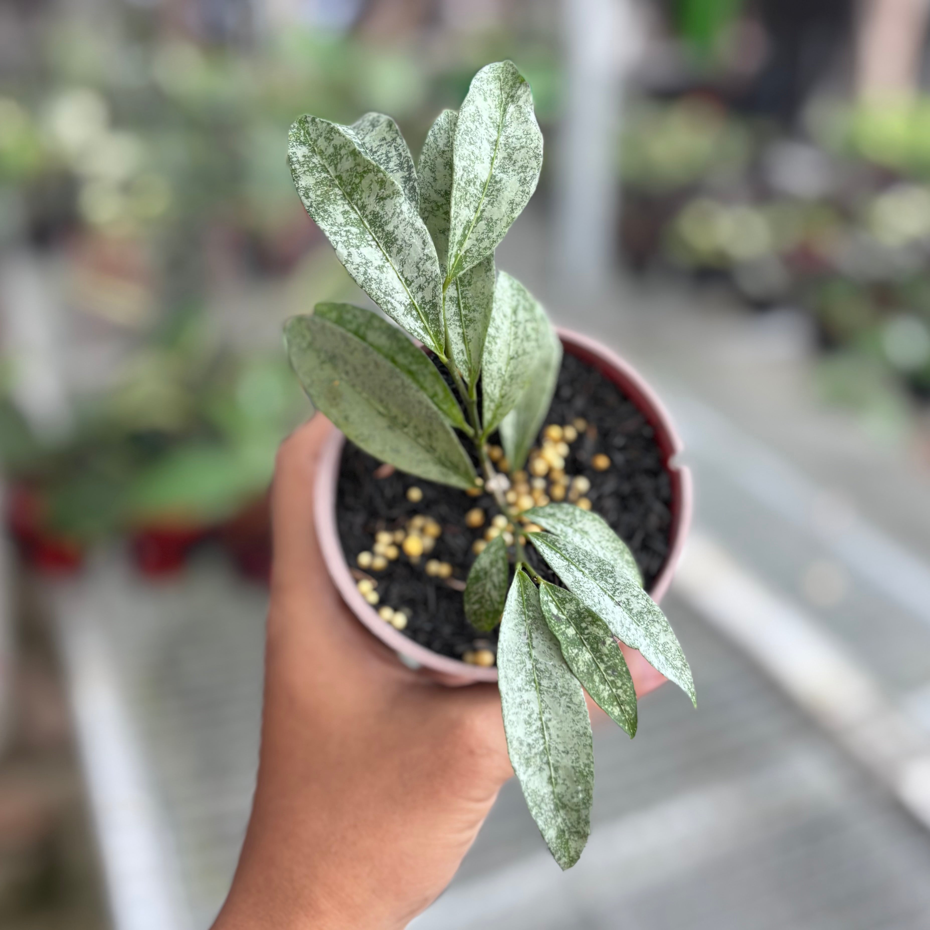 Hoya amicabilis silver