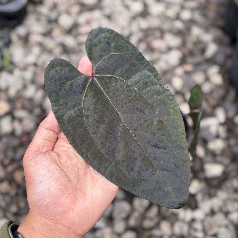 Anthurium AOS dark form x RVDP