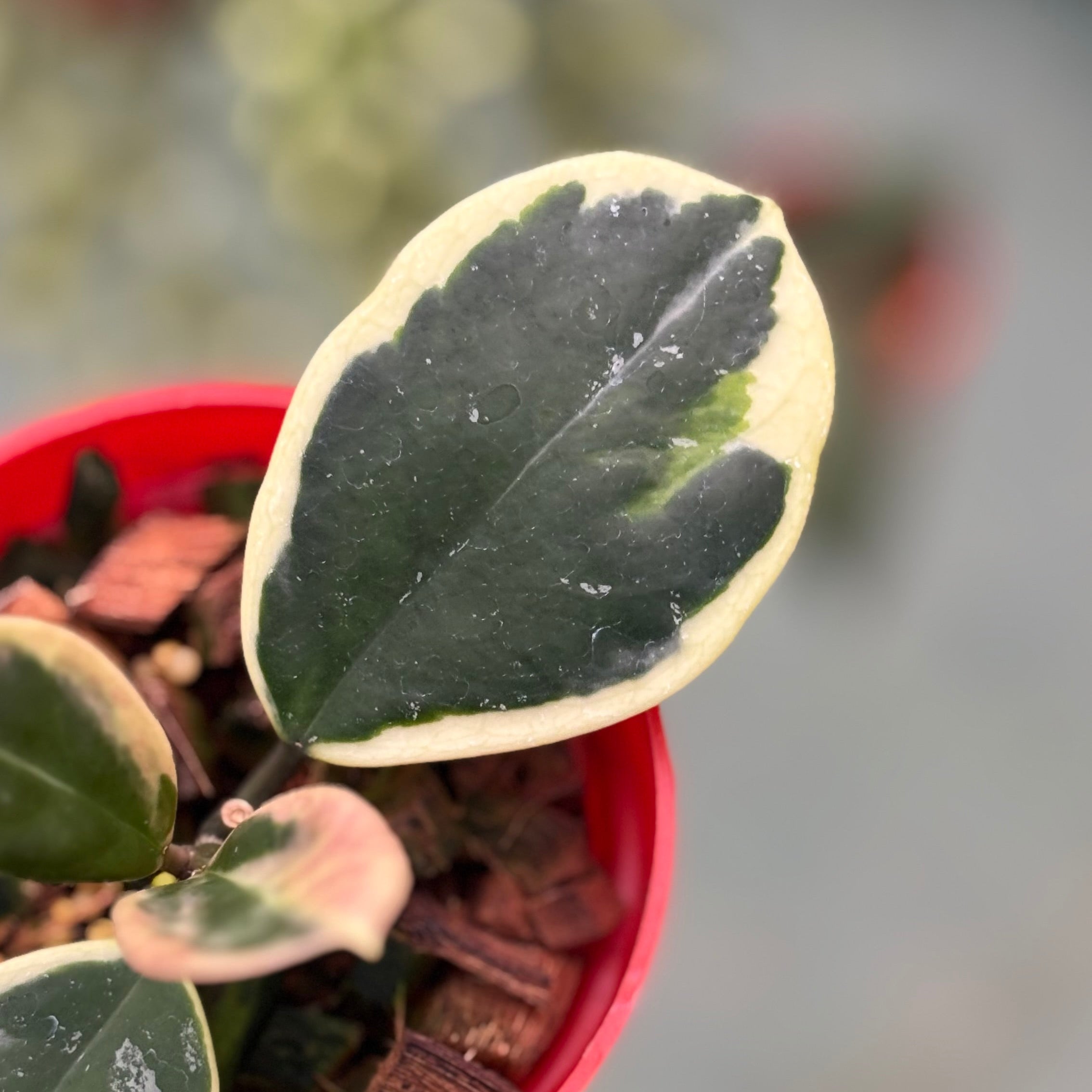 Hoya obovata albomarginata