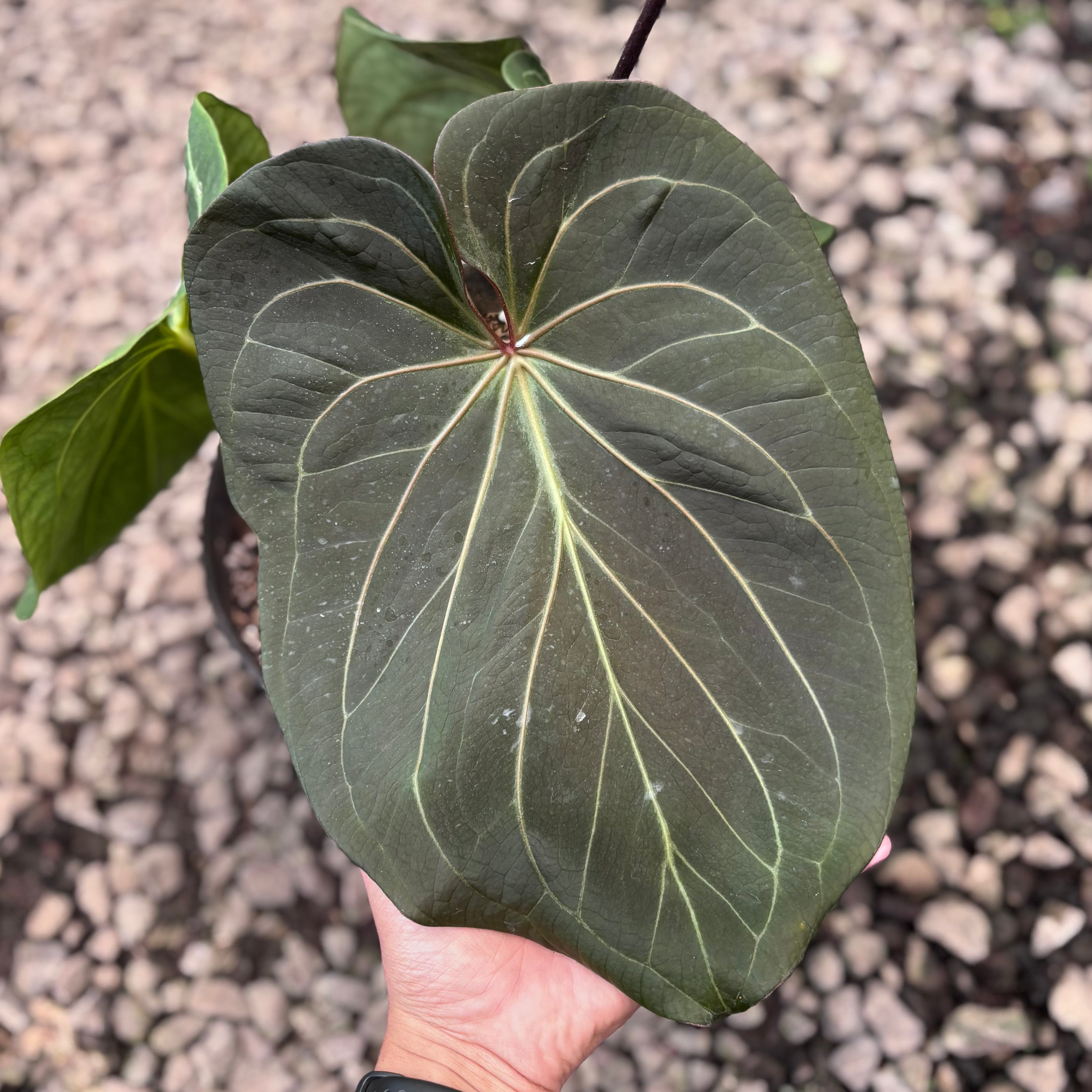 Anthurium king of spades x luxurians