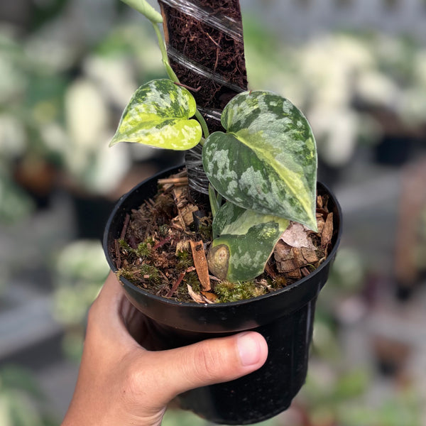 その他観葉植物 scindapsus bakudapati Scindapsus bakudapati – Aroid Market