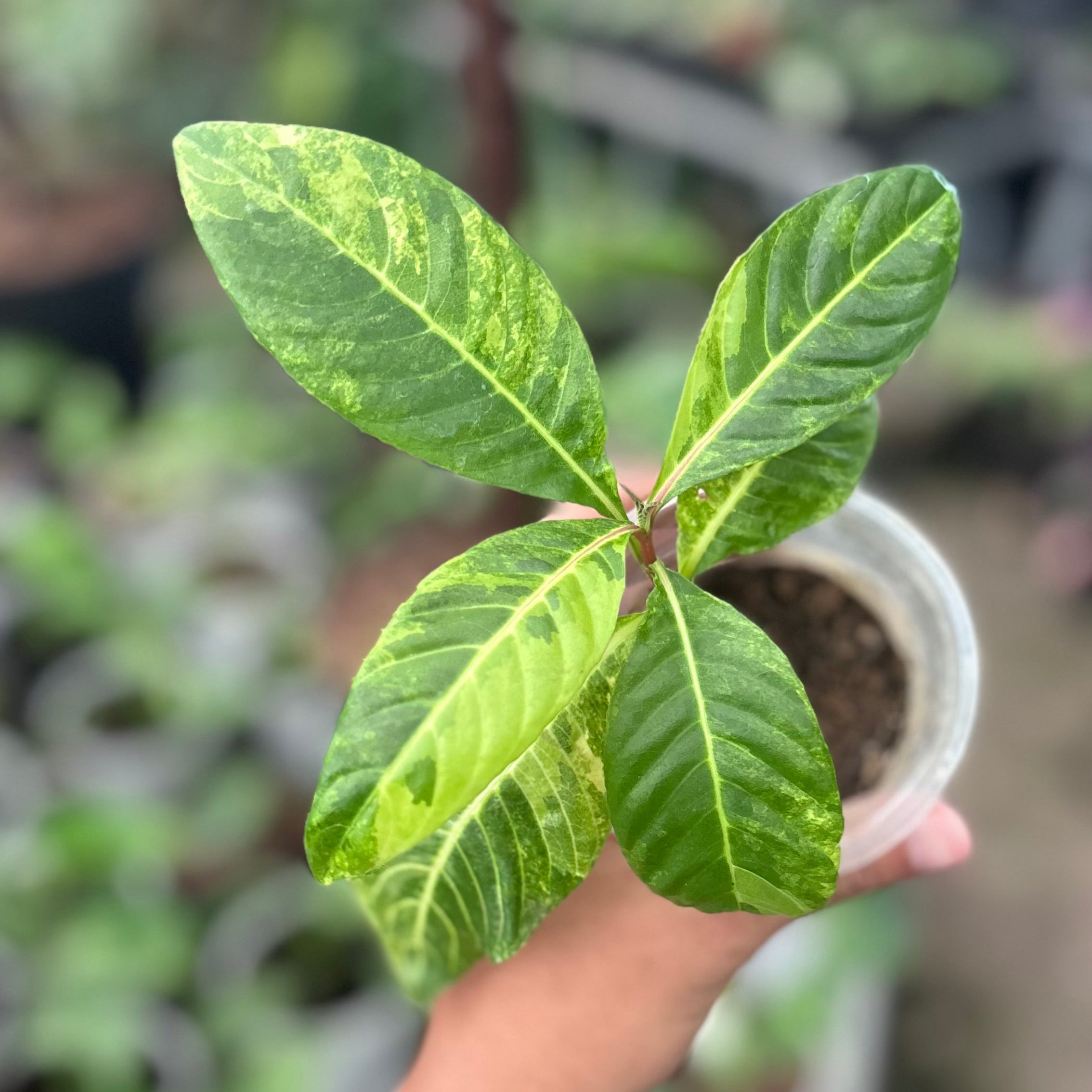 Sanchezia Speciosa Variegated (Gold Vein Plant)