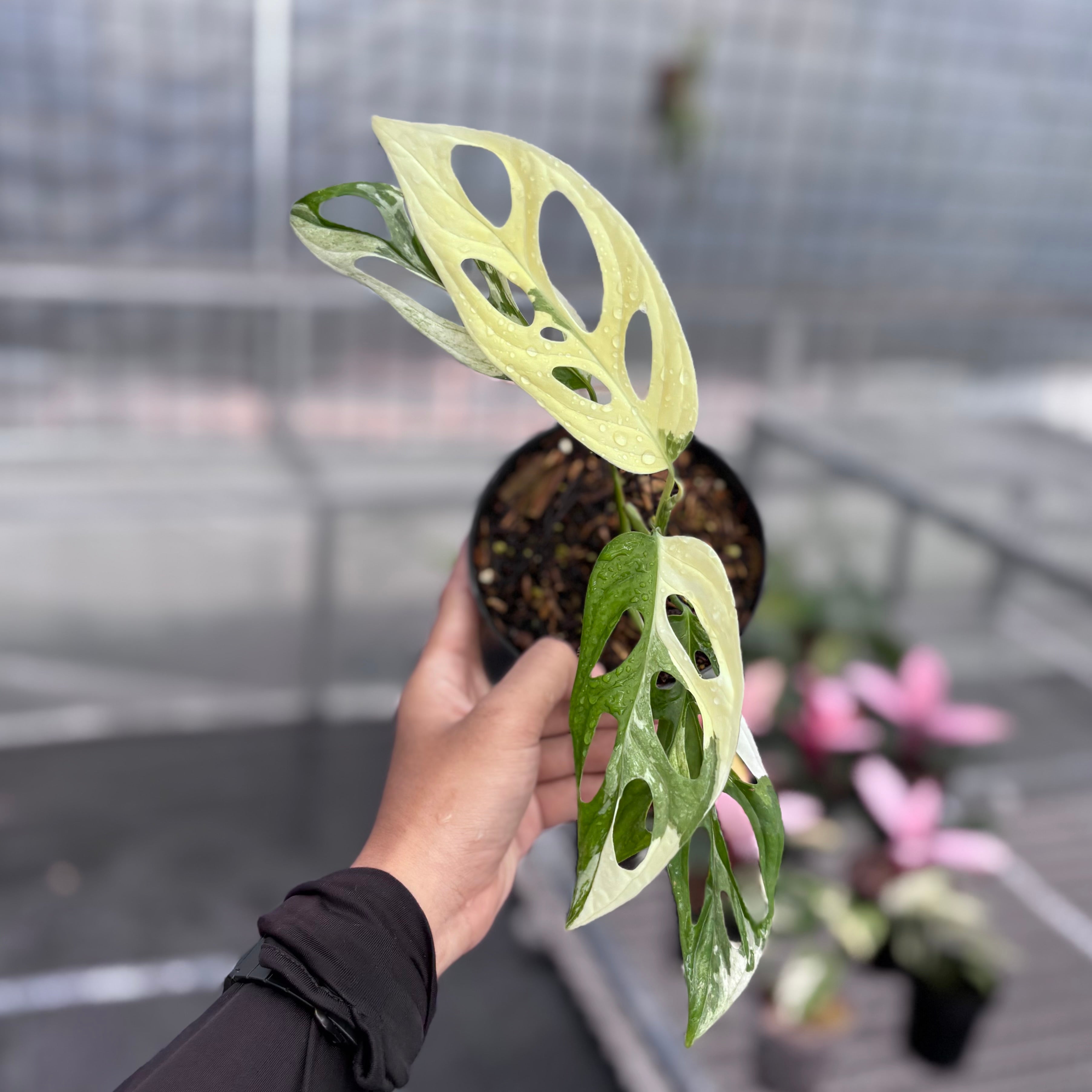 Monstera adansonii ‘giant’ albo variegated