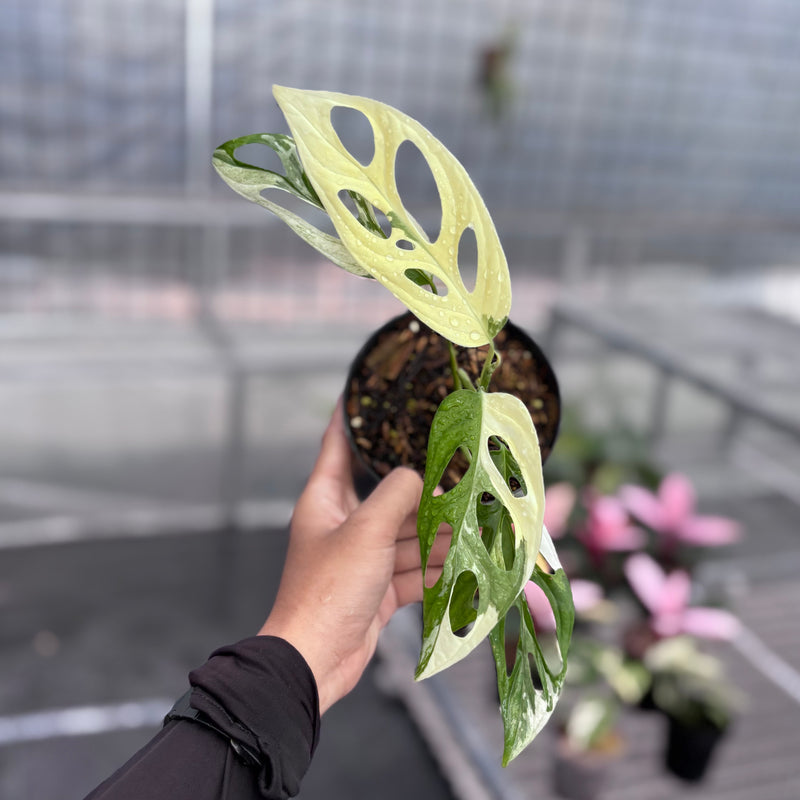 Monstera adansonii ‘giant’ albo variegated