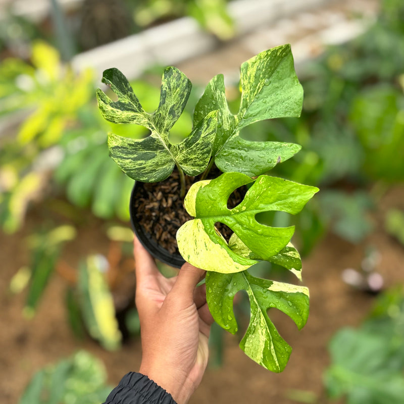 Rhaphidophora tetrasperma migma variegated