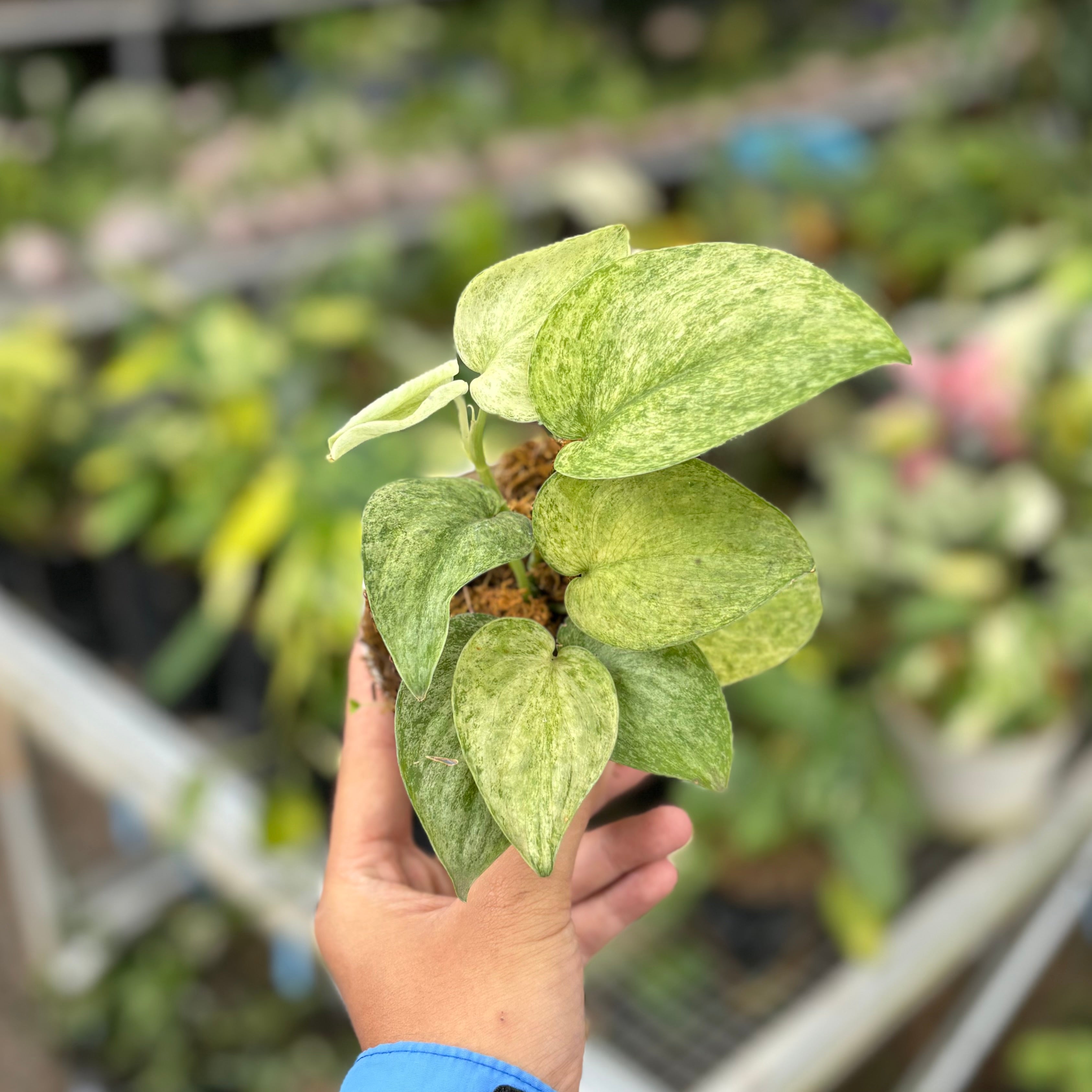 Scindapsus jadesatin cream blue variegated