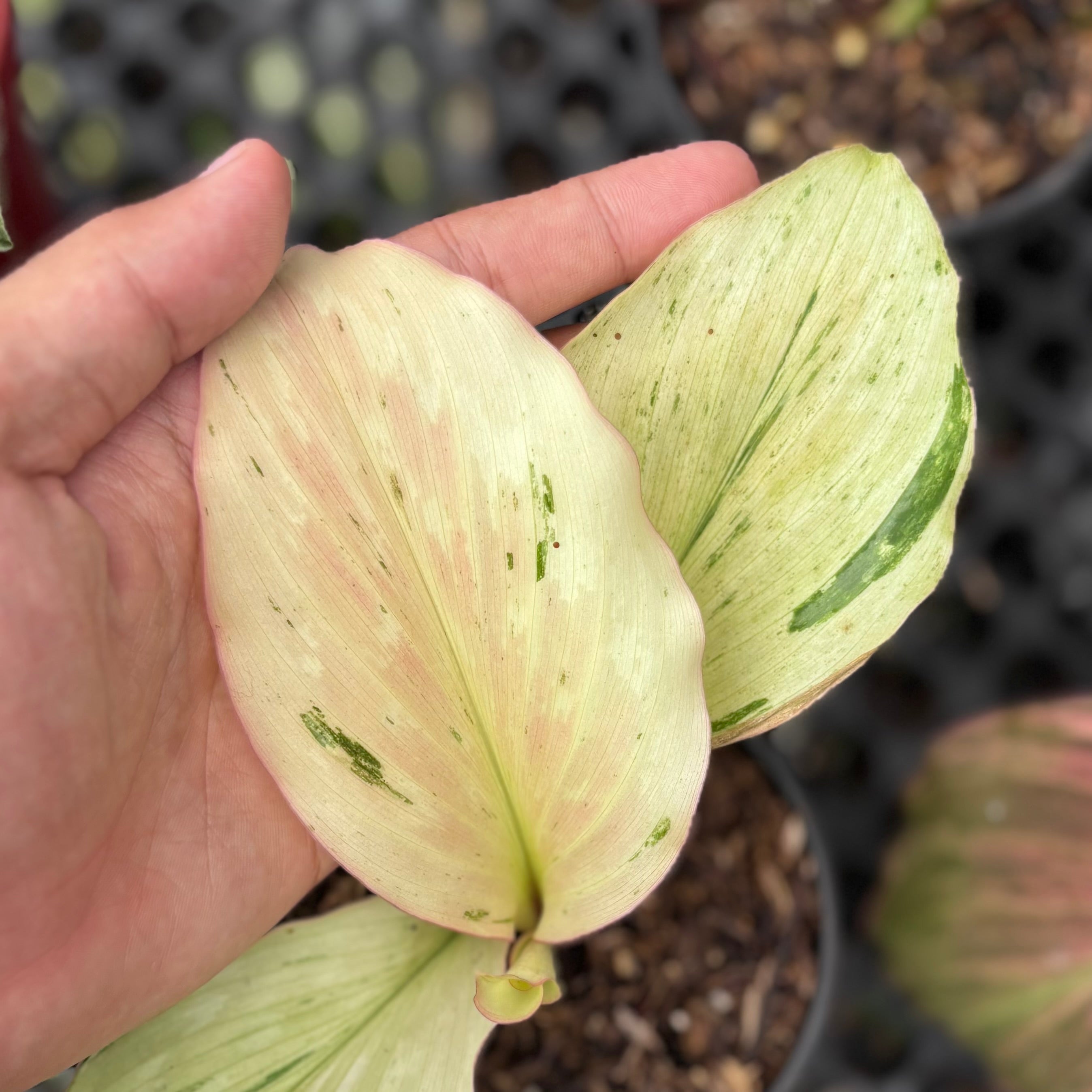 Kaempferia galanga variegated - aromatic ginger