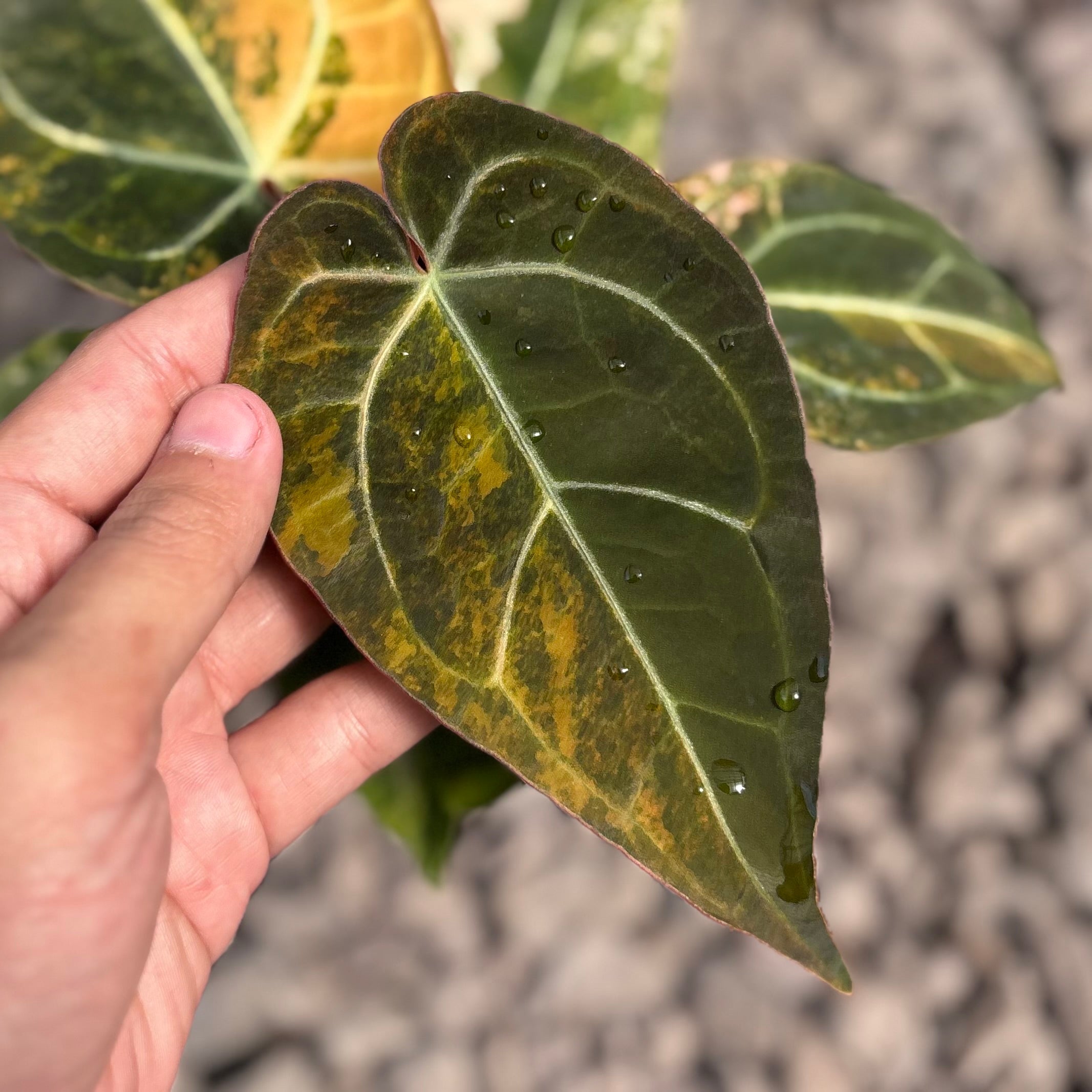 Anthurium papilillaminum variegated x red crystallinum