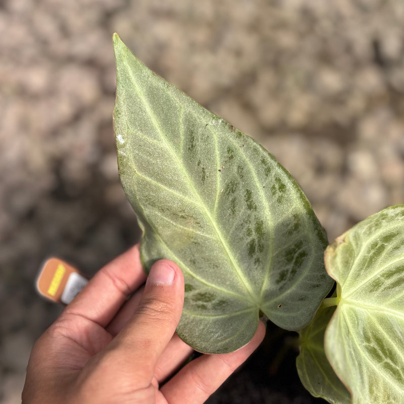 Anthurium silver chrome - full silver