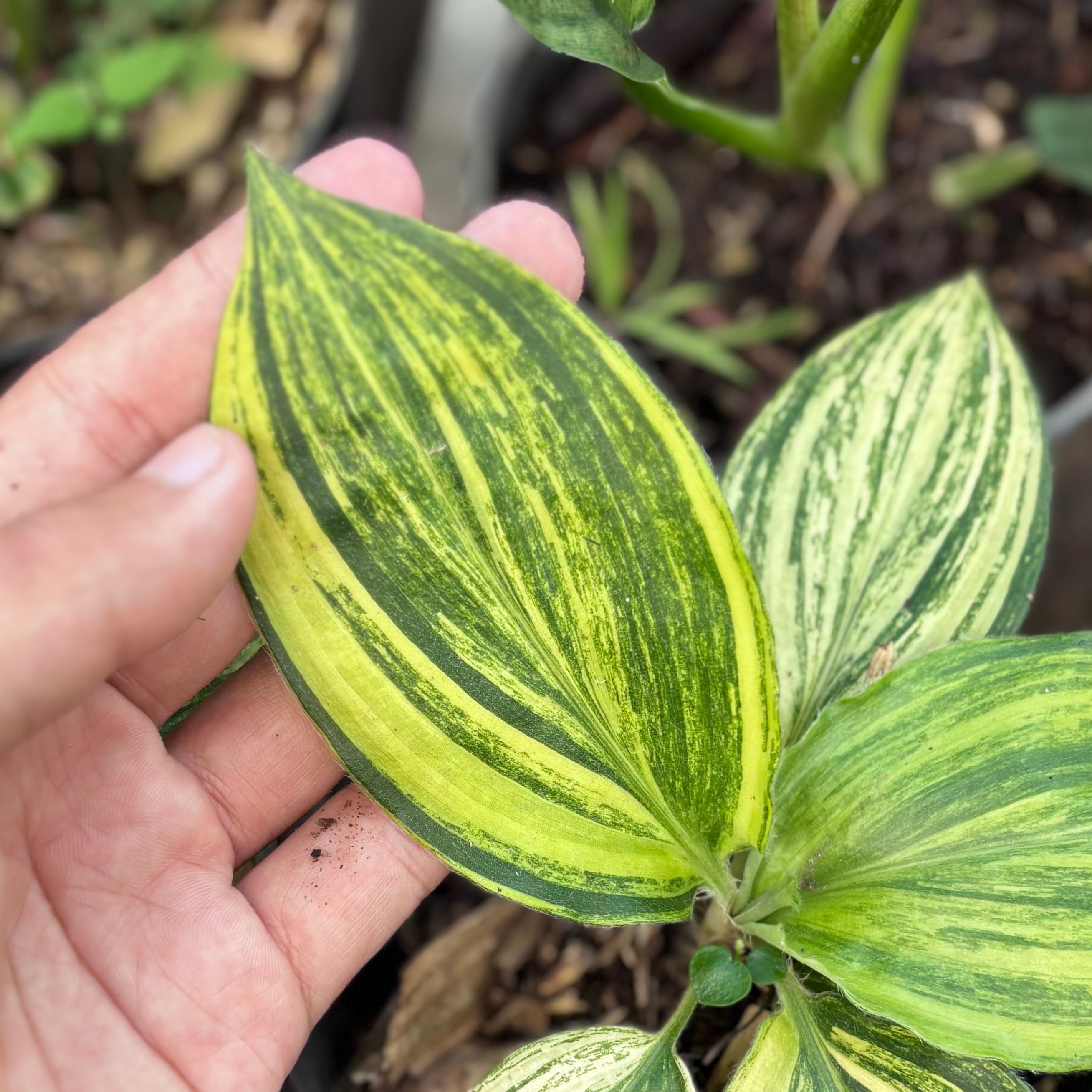 Palisota bracteosa variegated