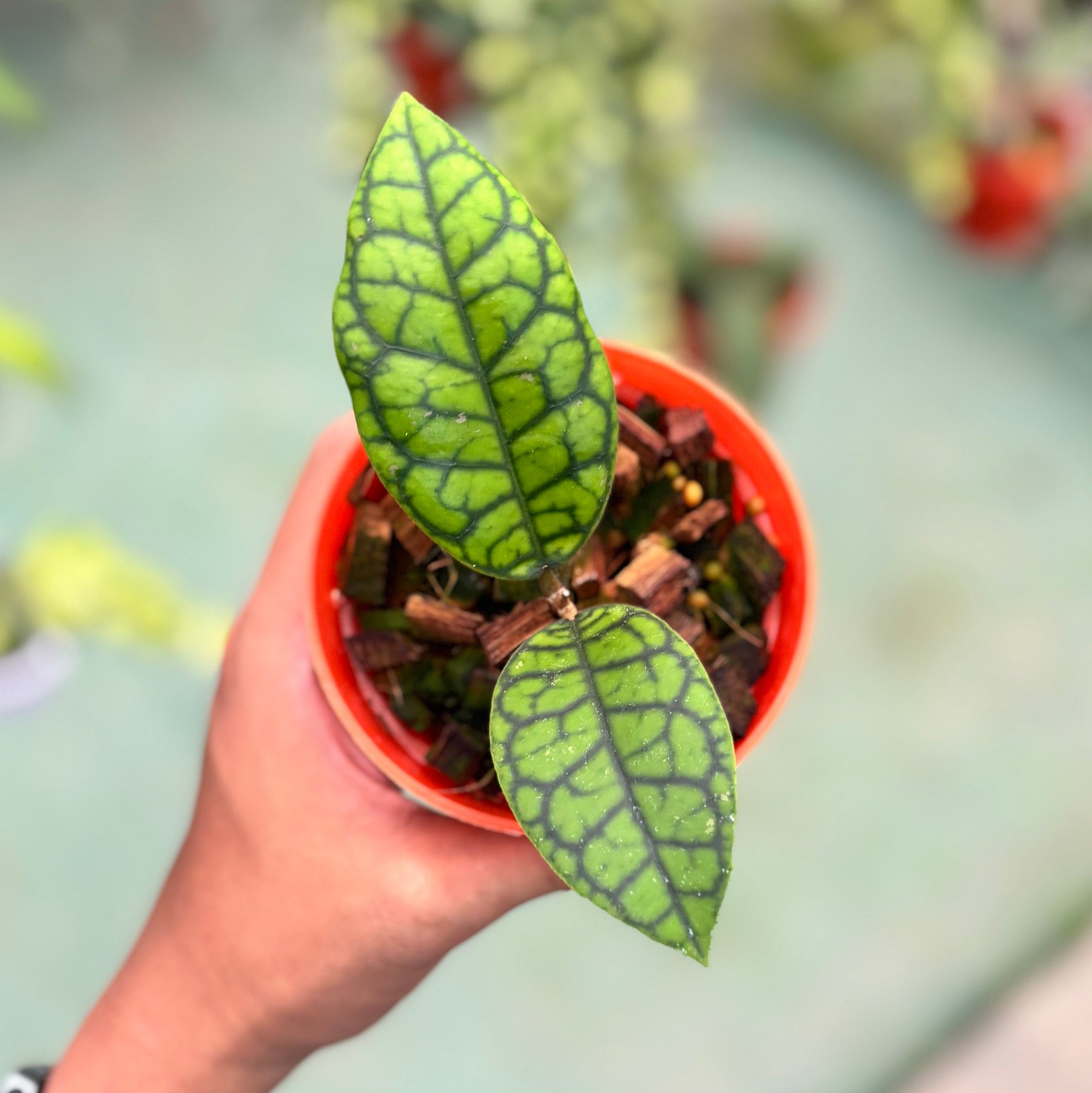Hoya callistophylla black octopus