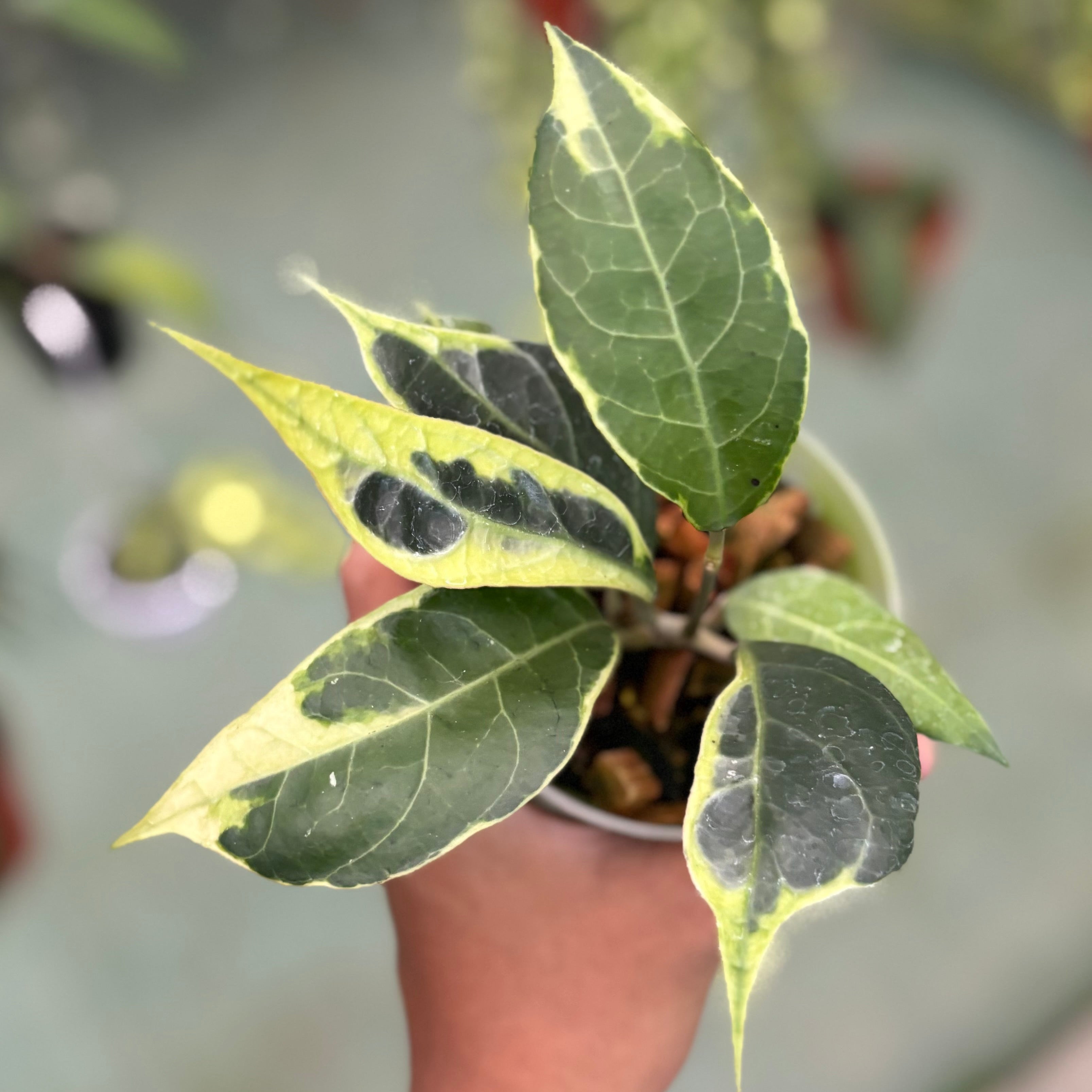 Hoya verticillata sp tanggamus albomarginata