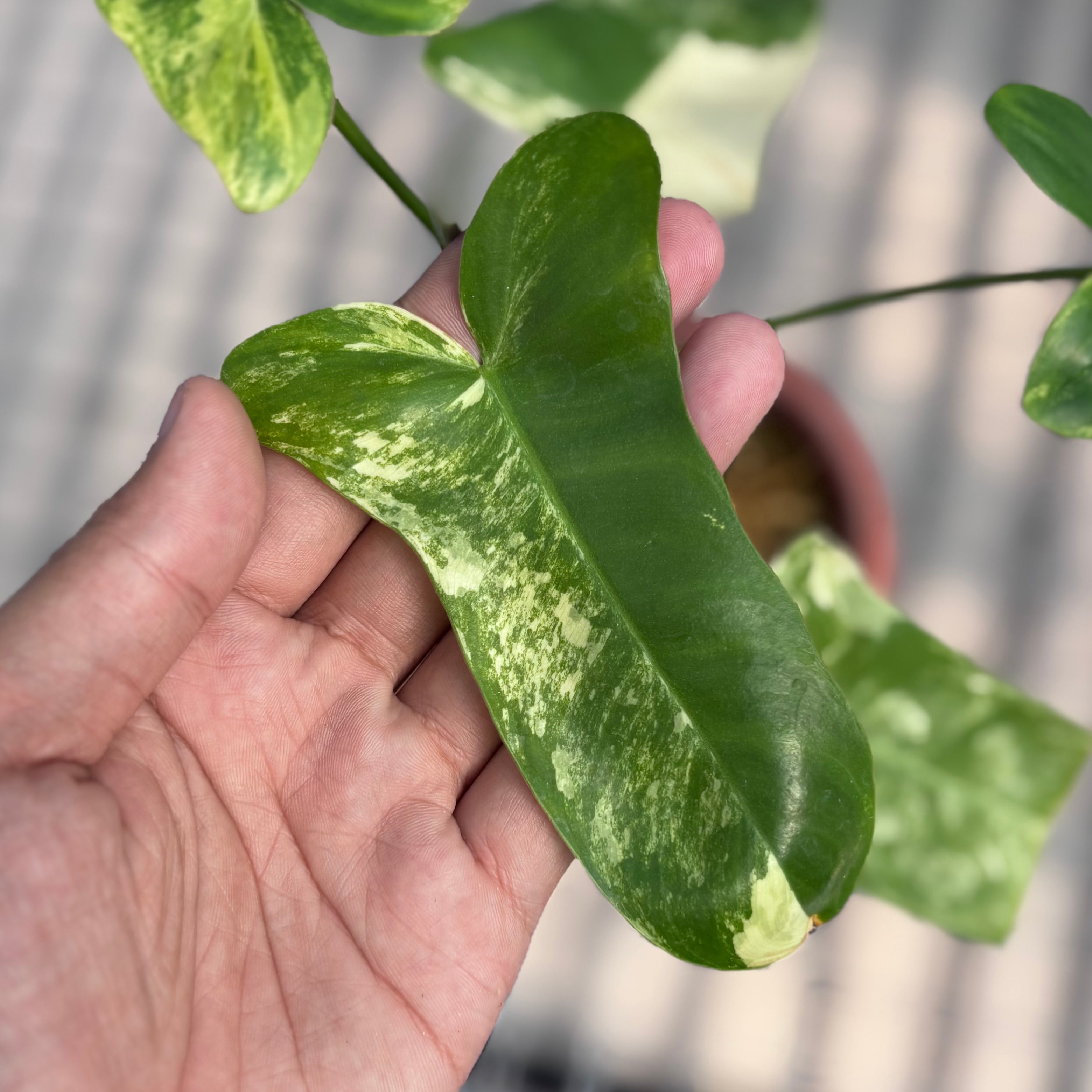 Philodendron paradise beauty (Florida beauty x Paraiso verde)