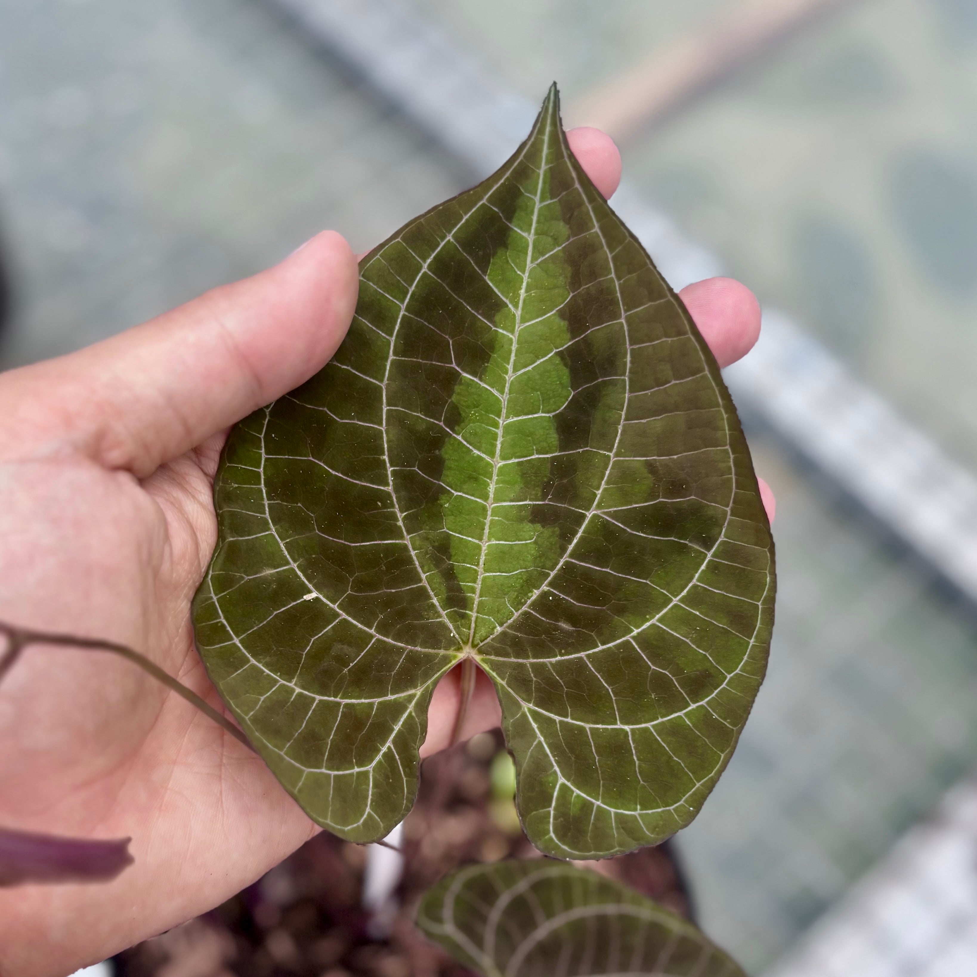 Dioscorea discolor