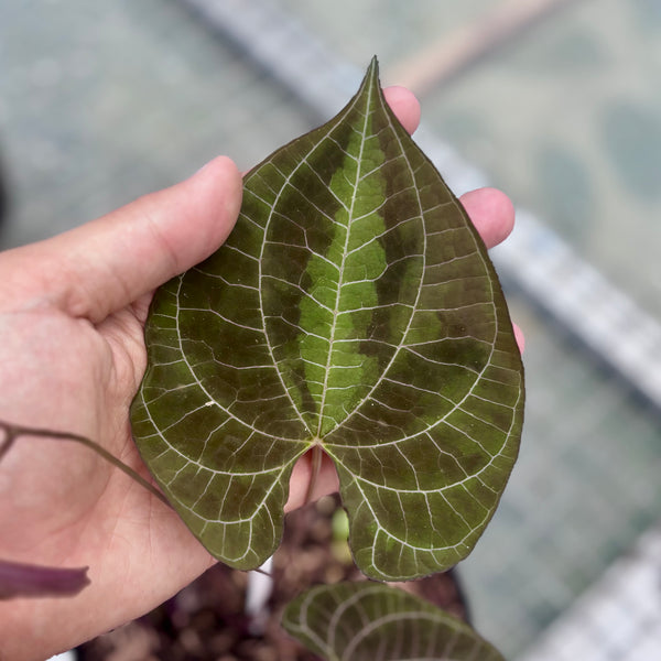 Dioscorea discolor