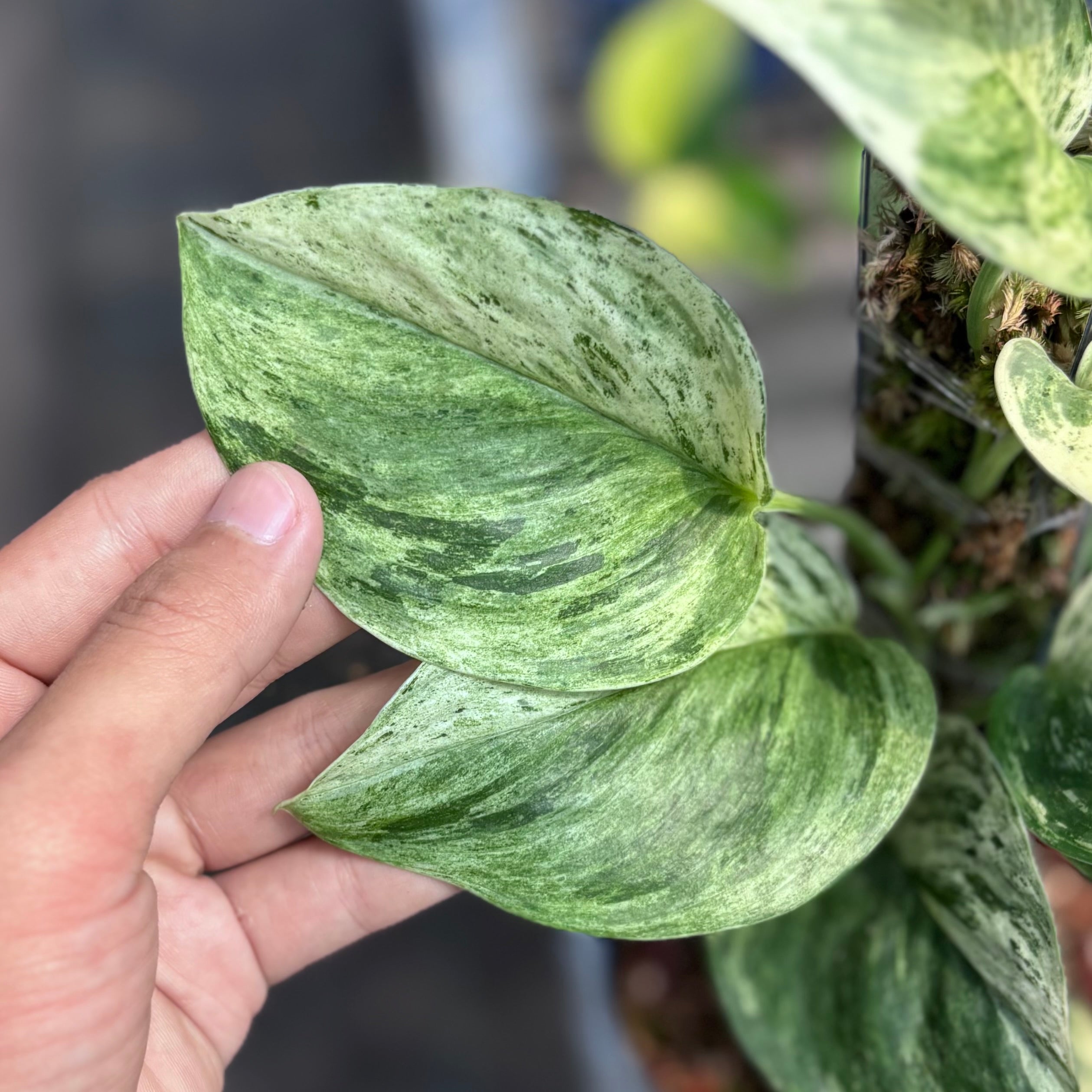 Scindapsus treubii moonlight marble variegated - vining