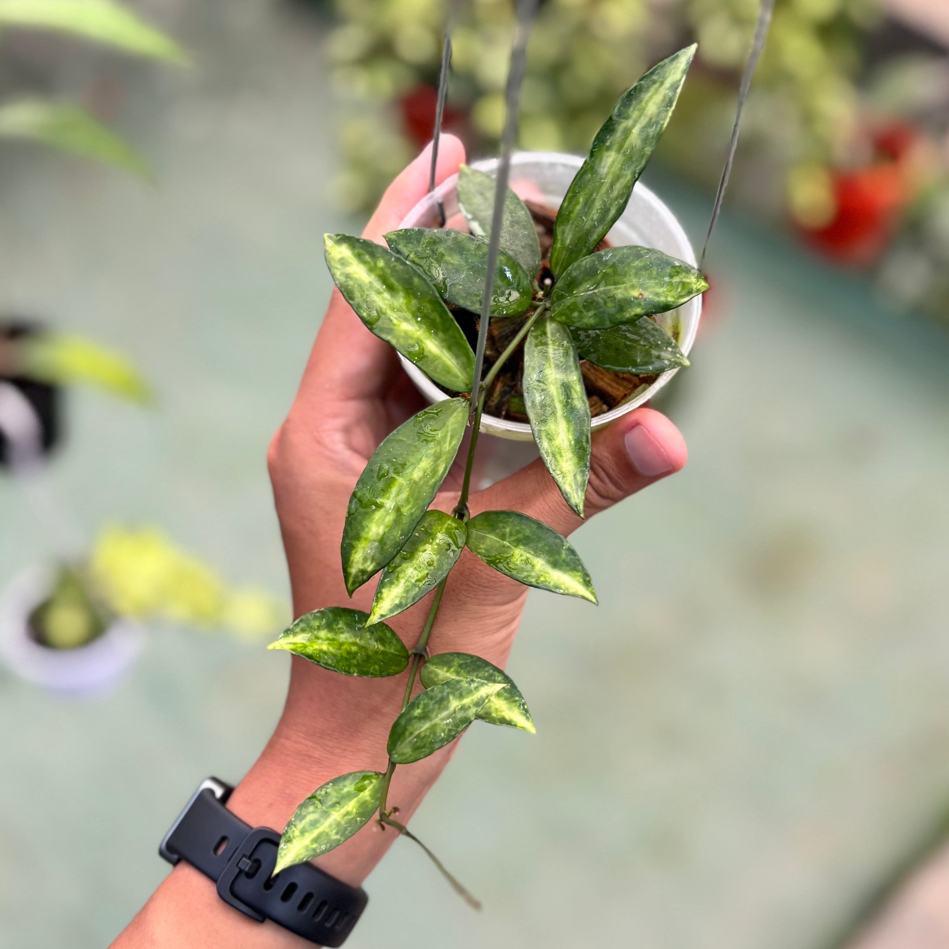 Hoya lacunosa ‘peridot’