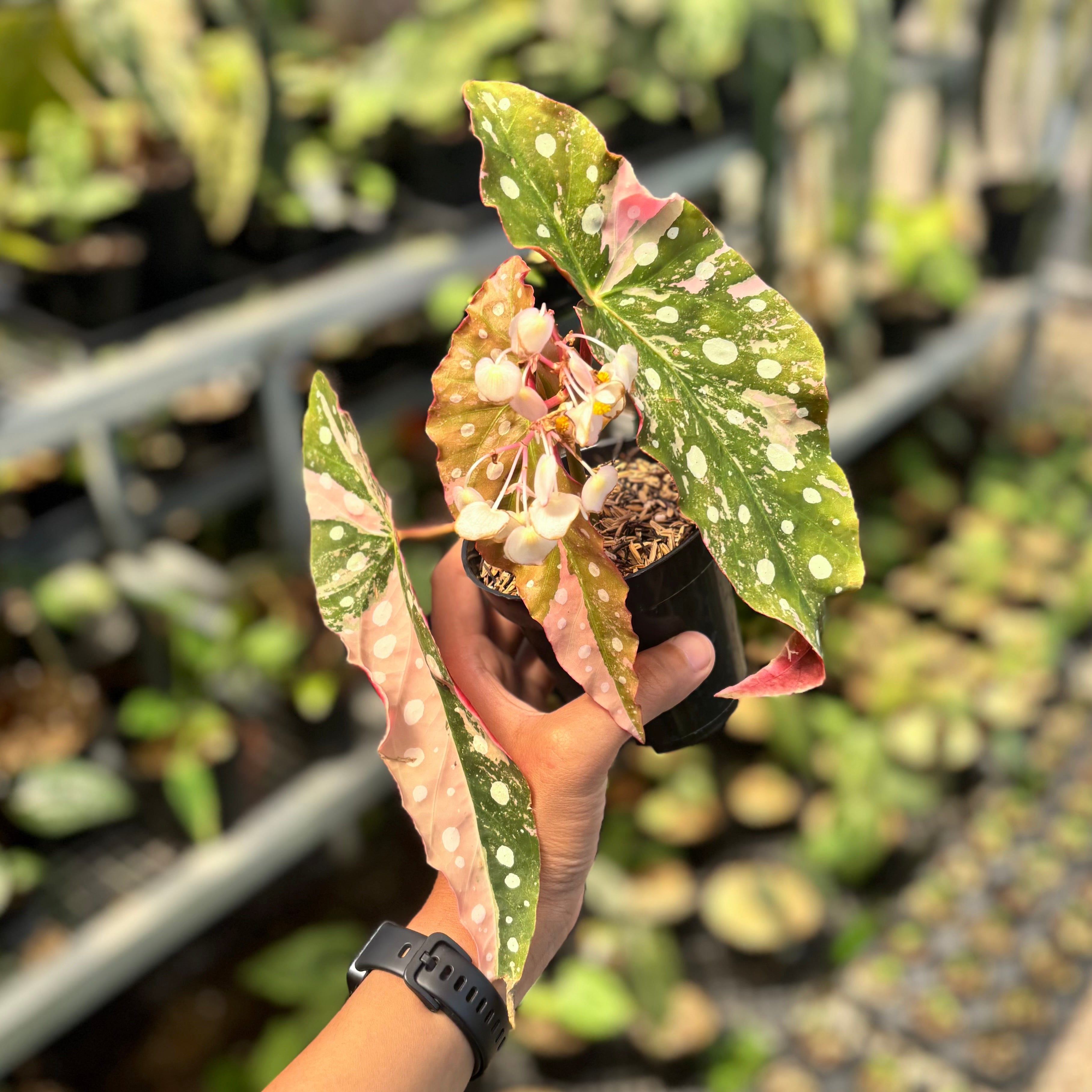 Begonia maculata variegated