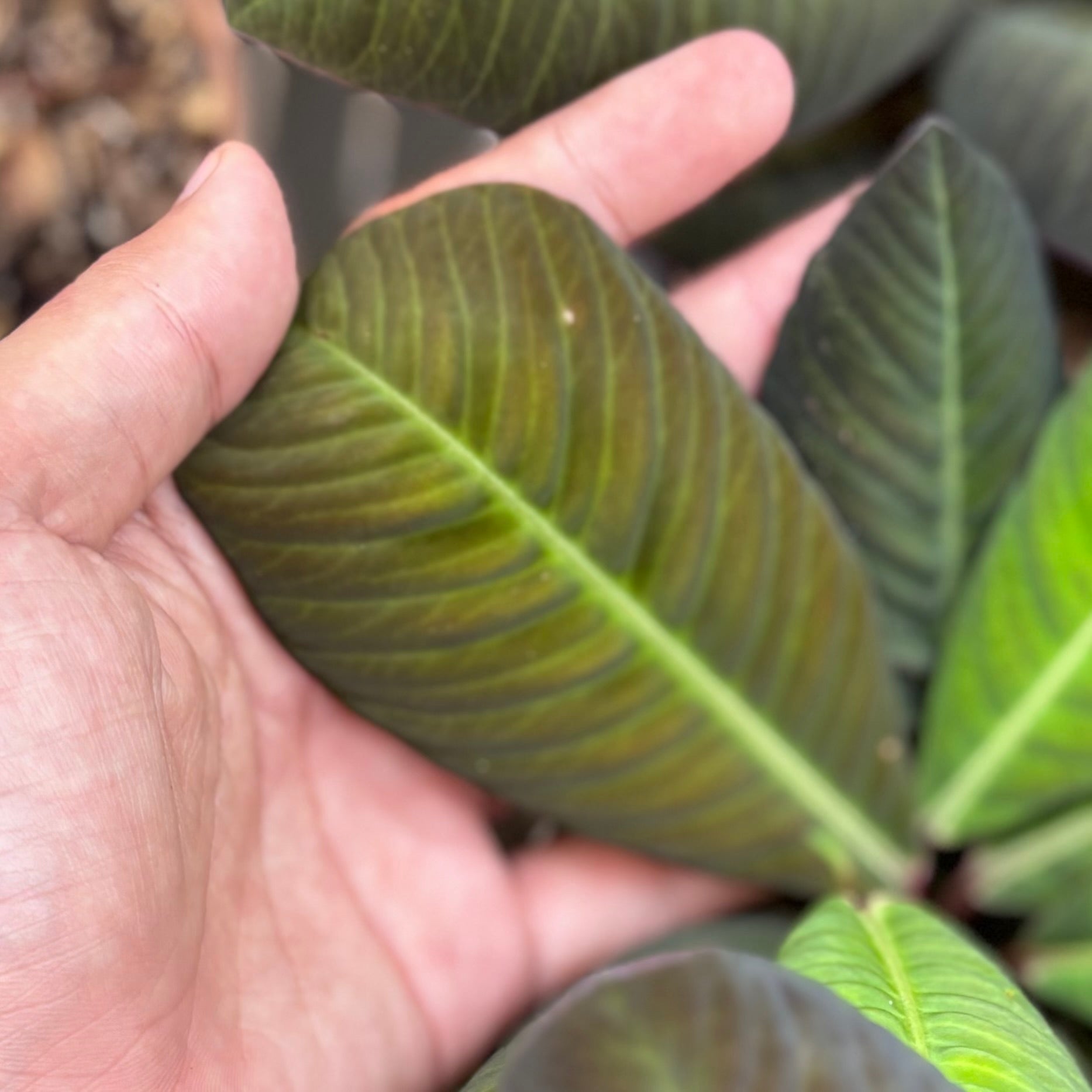 Labisia Sp Jangkang