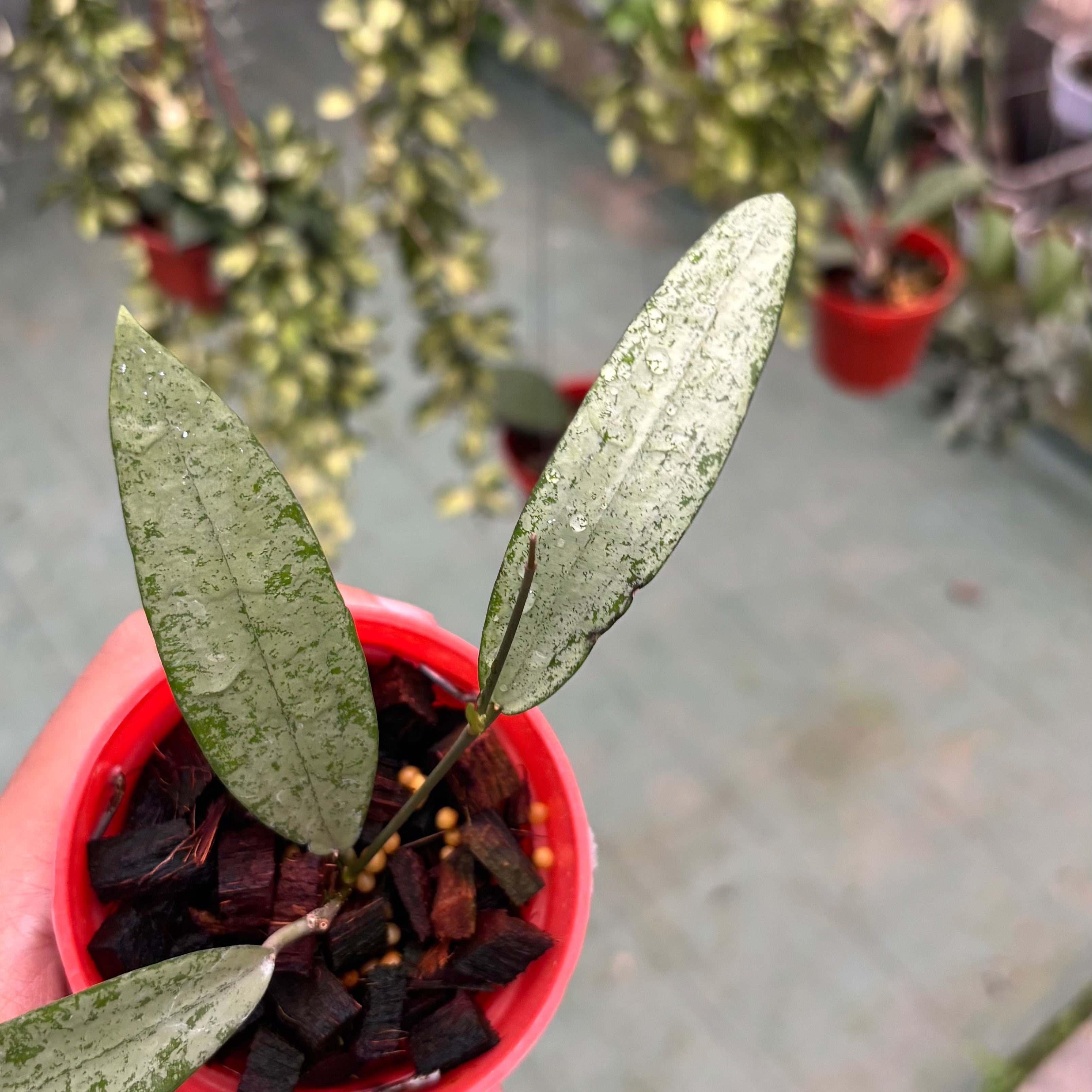 Hoya sp bengkulu silver
