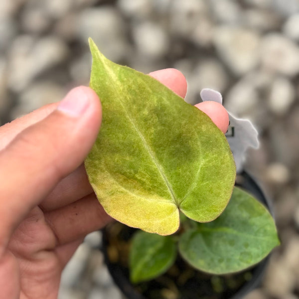 Anthurium forgetii variegated x (angela x BW)