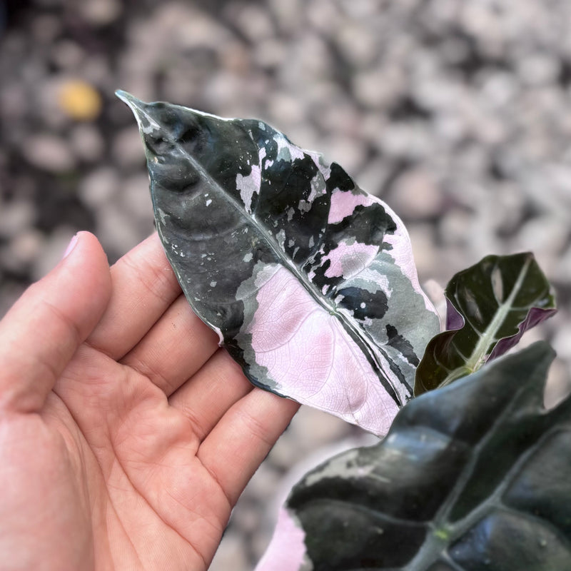 Alocasia chantrieri pink variegated