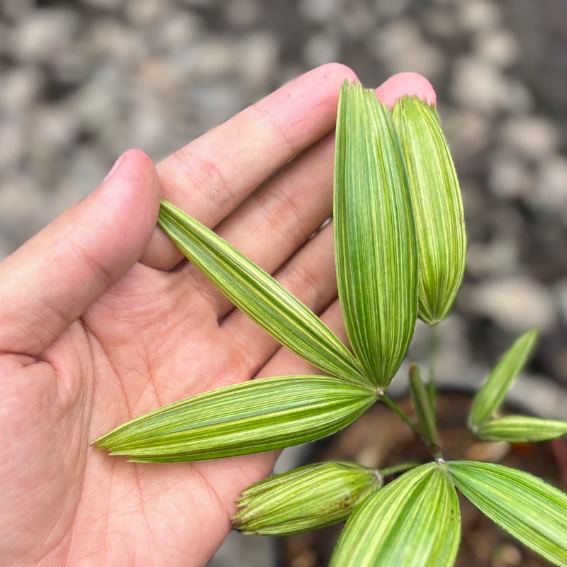 Palm rhapis excelsa (lady palm) variegated