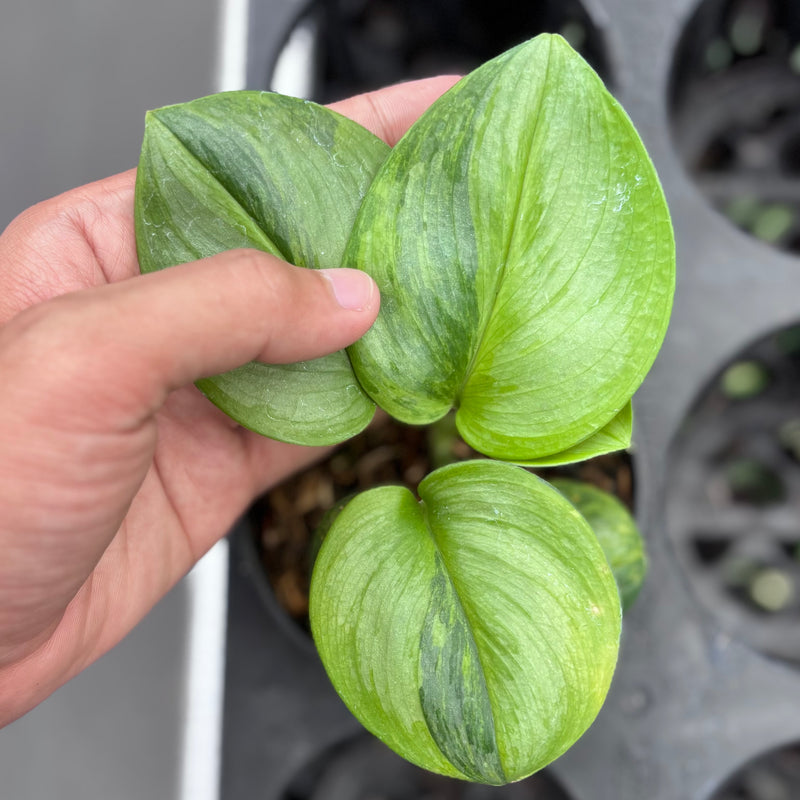 Scindapsus moonlight green on green variegated