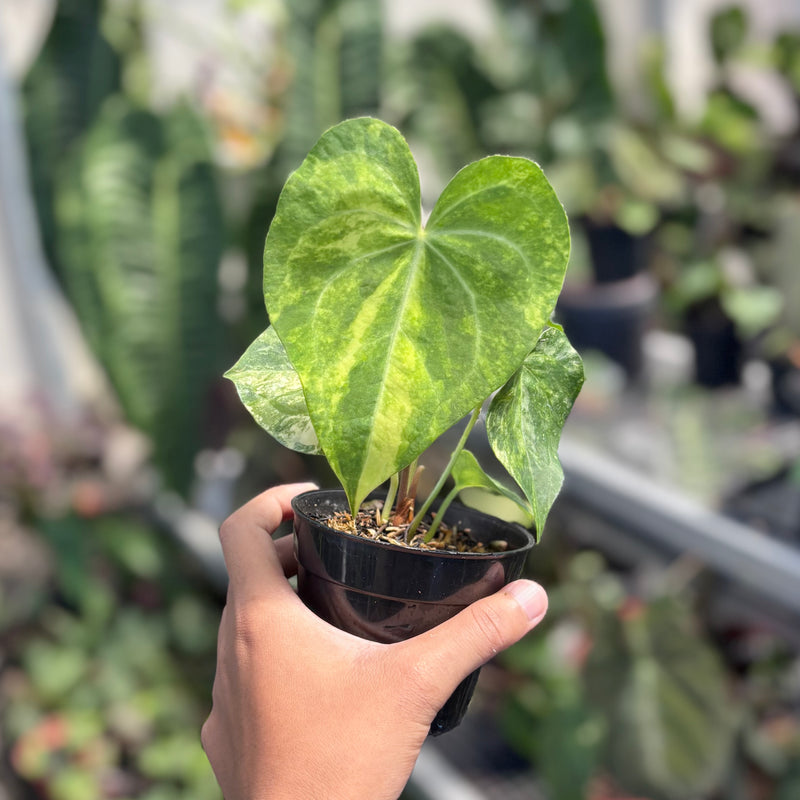Anthurium sweet love variegated