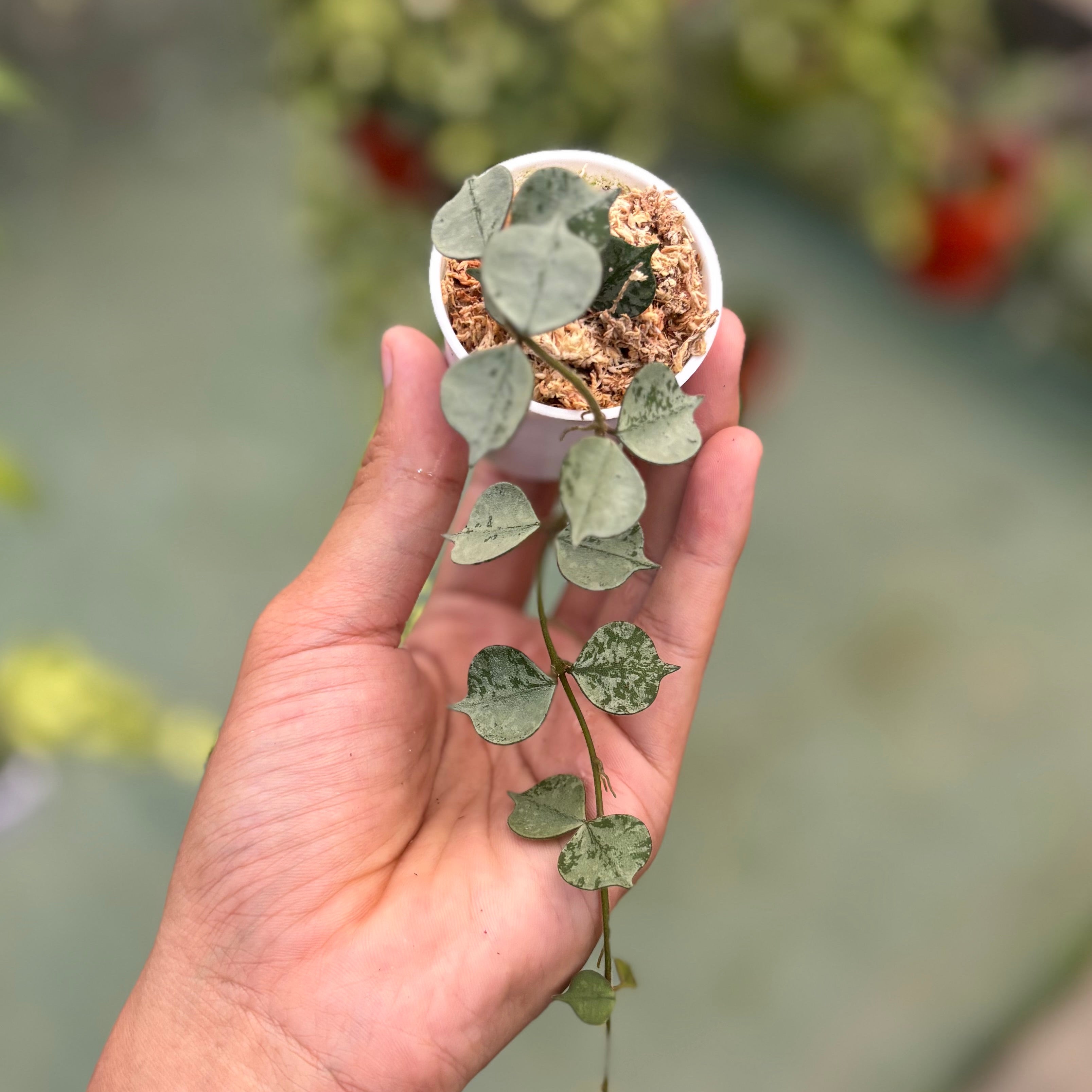 Hoya curtisii silver