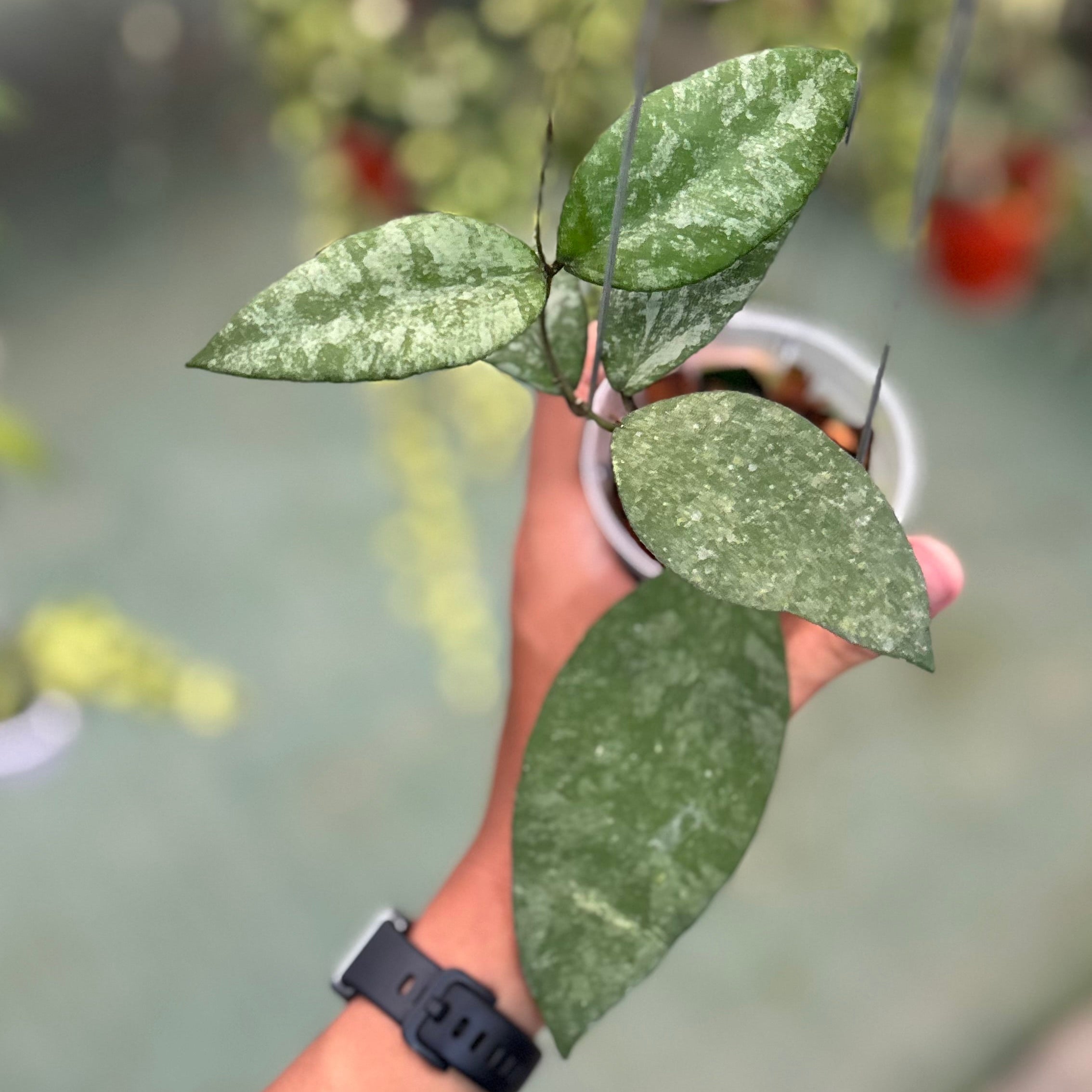 Hoya caudata snow dust