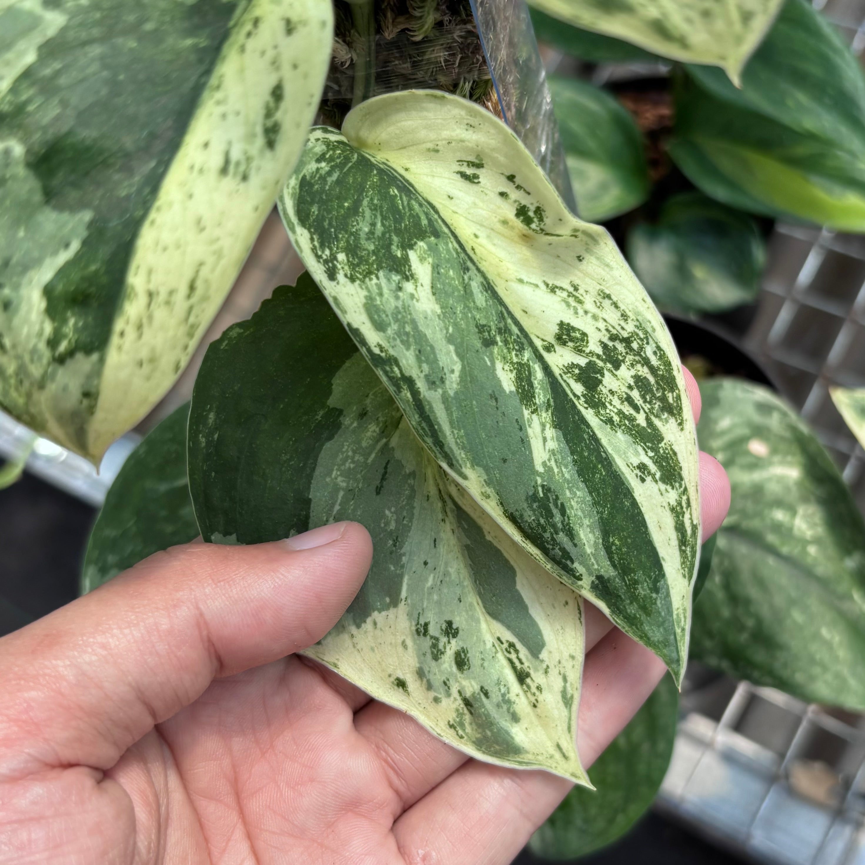 Scindapsus silver satin variegated  v1 - vining