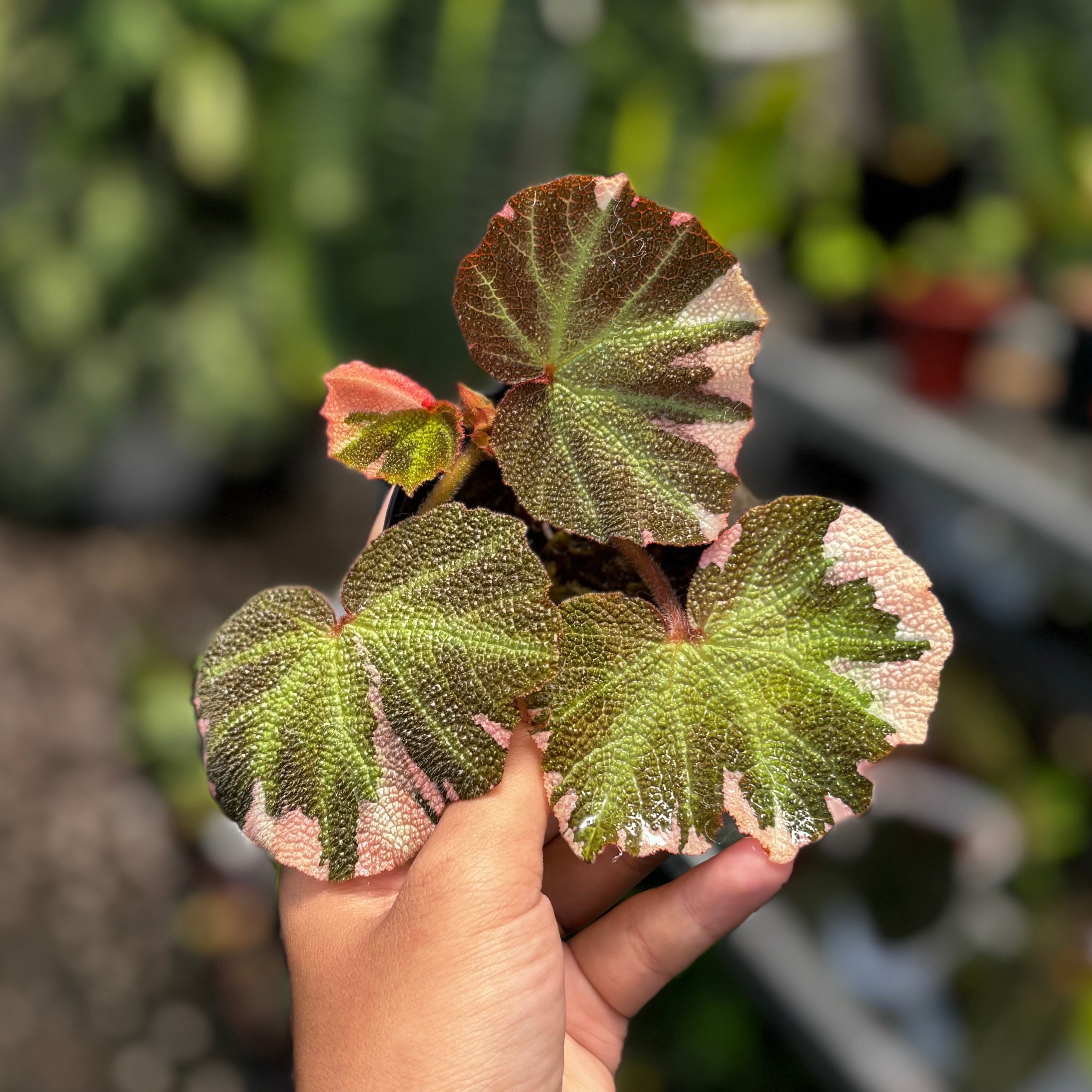 Begonia soli mutata variegated
