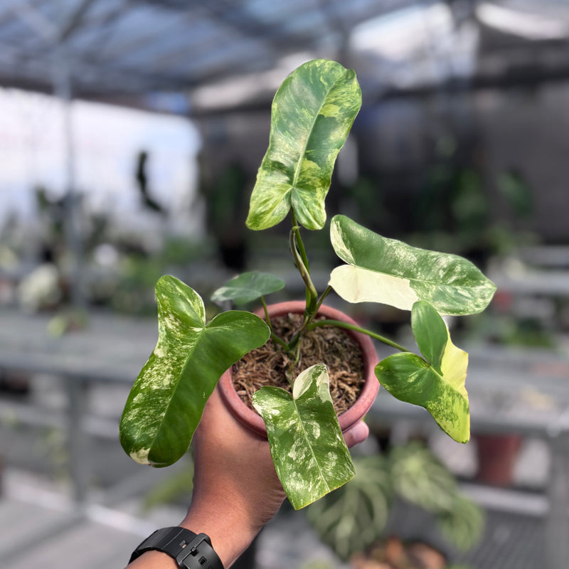 Philodendron paradise beauty (Florida beauty x Paraiso verde)