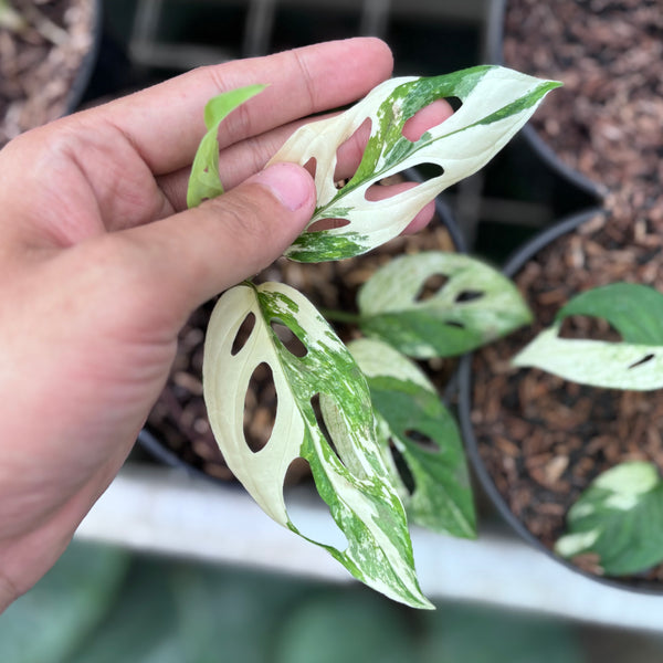 Monstera blanchetii variegated