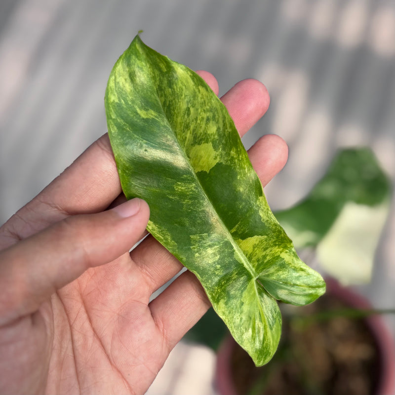 Philodendron paradise beauty (Florida beauty x Paraiso verde)
