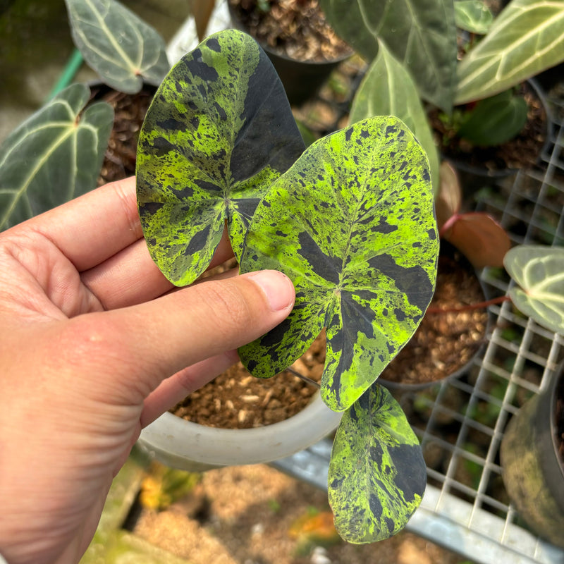 Colocasia esculenta midori sour