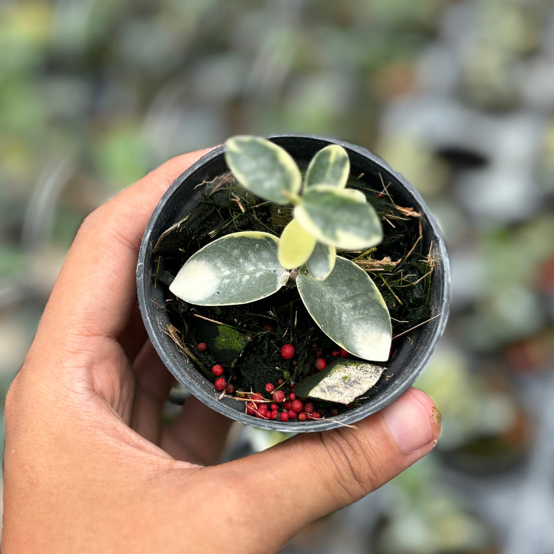 Hoya cumingiana albomarginata