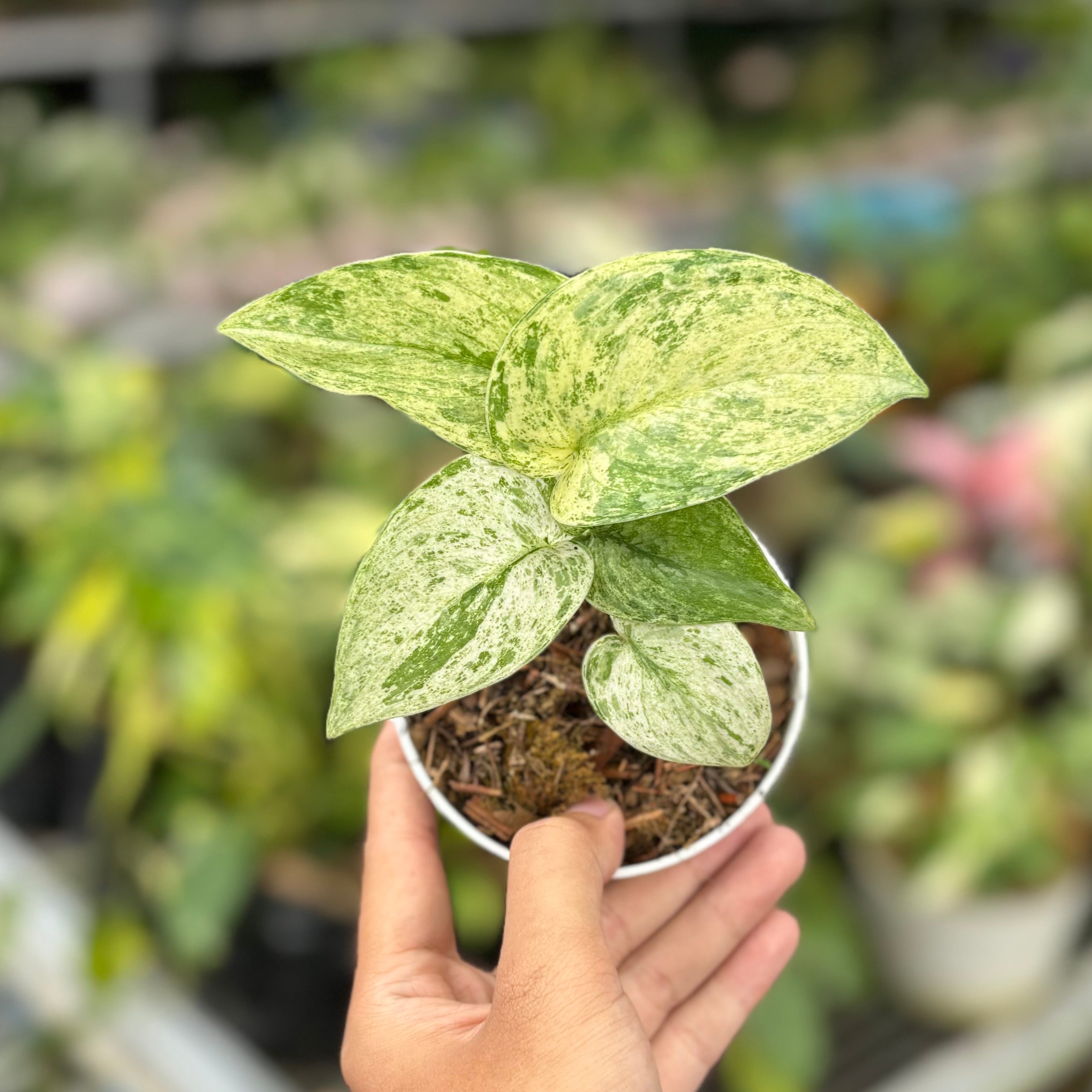 Scindapsus halimun Sp Cisangku