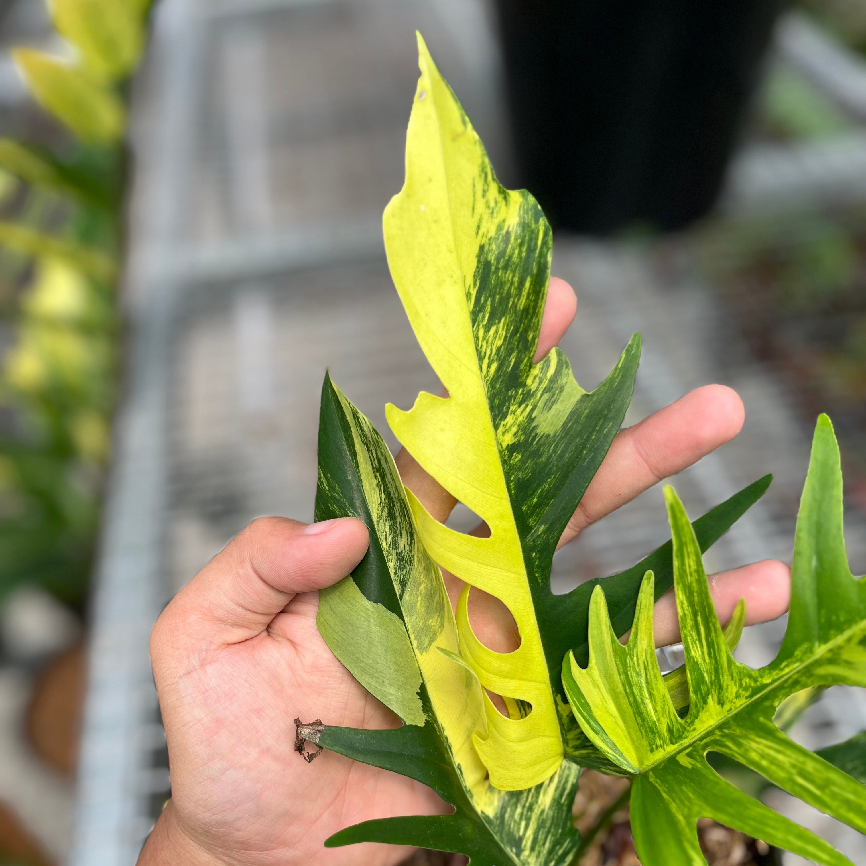 Philodendron florida beauty x tortum variegated