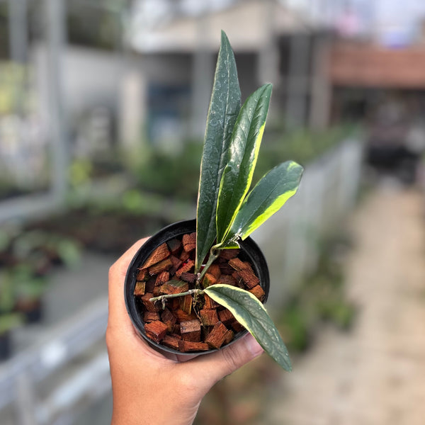 Hoya sulawesiana albomarginata