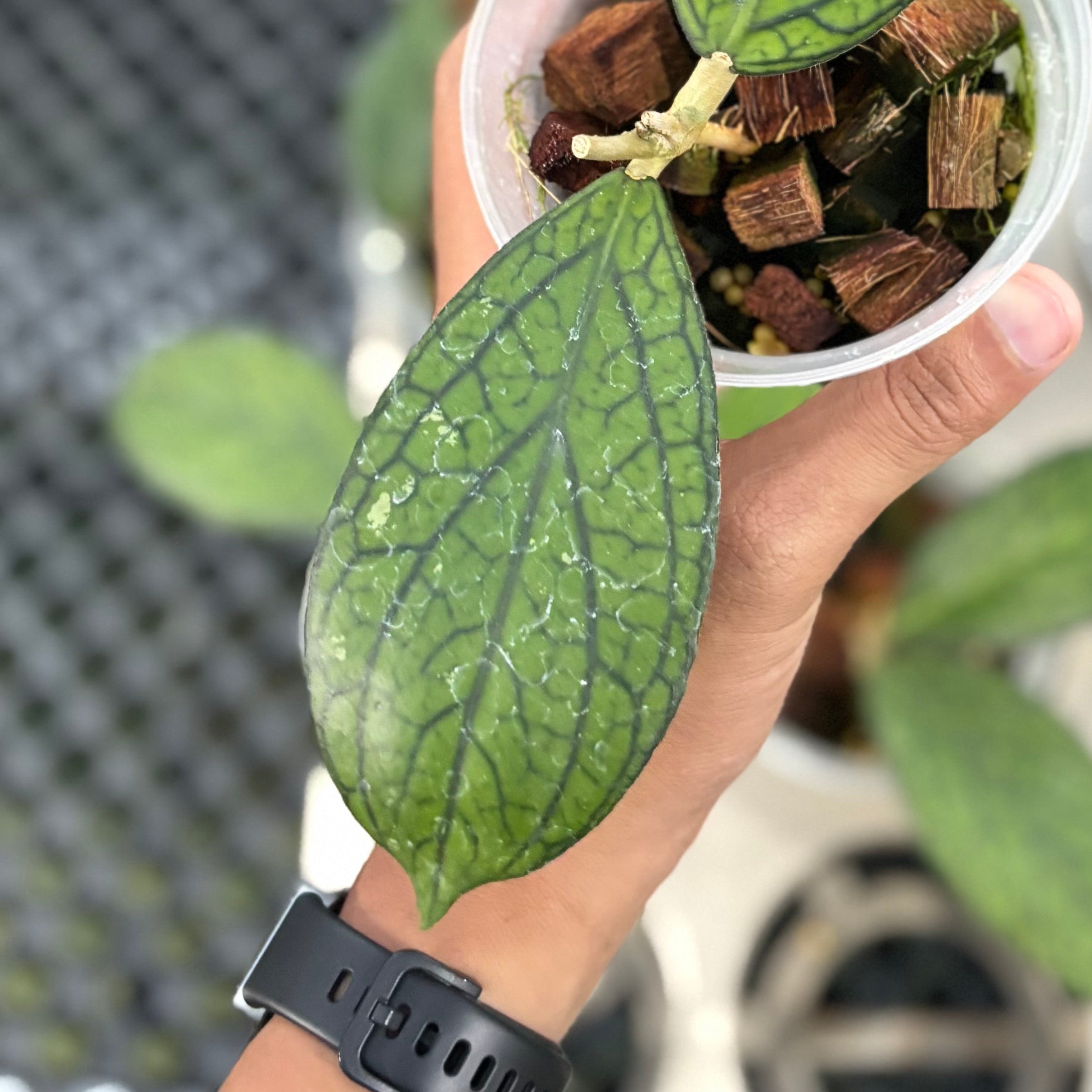 Hoya sp tanggamus ‘limau kapas’