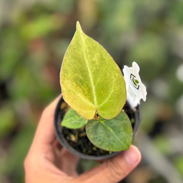Anthurium forgetii variegated x (angela x BW)