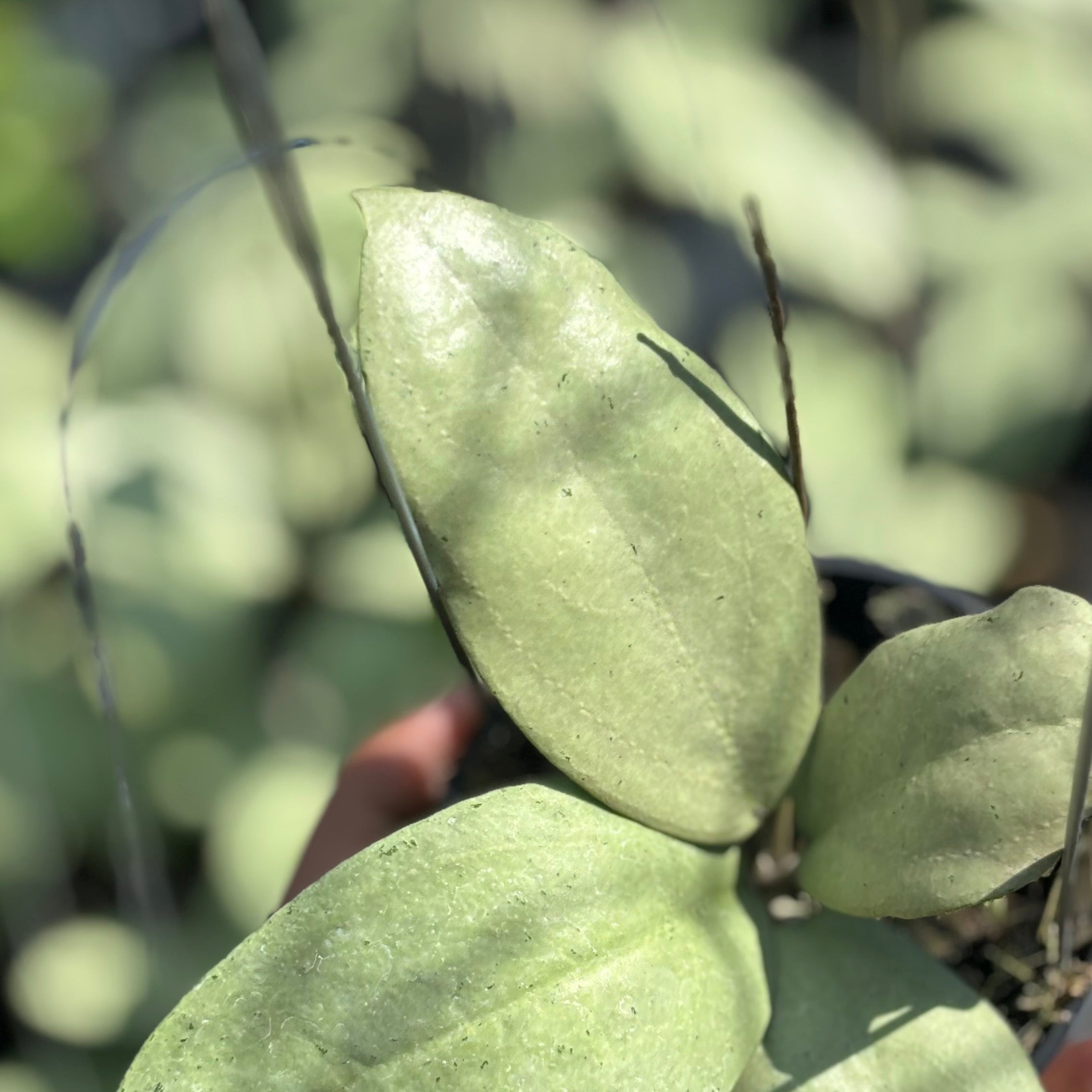 Hoya sp menak sopal