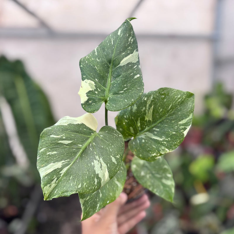 Monstera thai constellation mutation