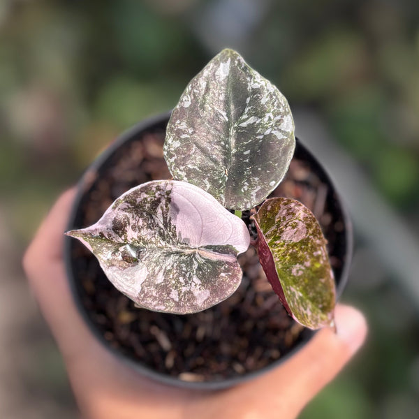 Alocasia cuprea variegated