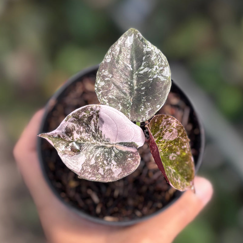 Alocasia cuprea variegated
