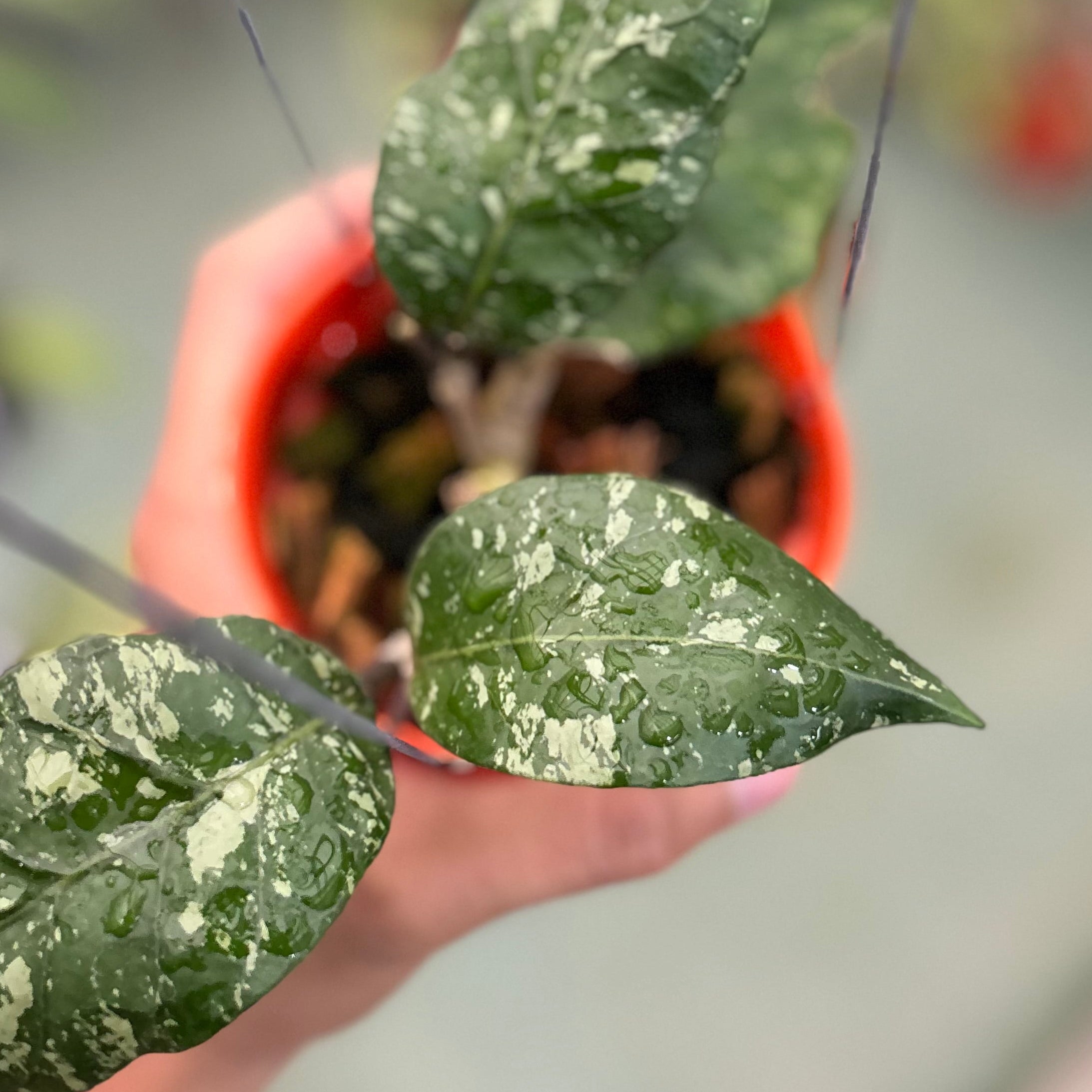 Hoya sp aceh ‘mapu’