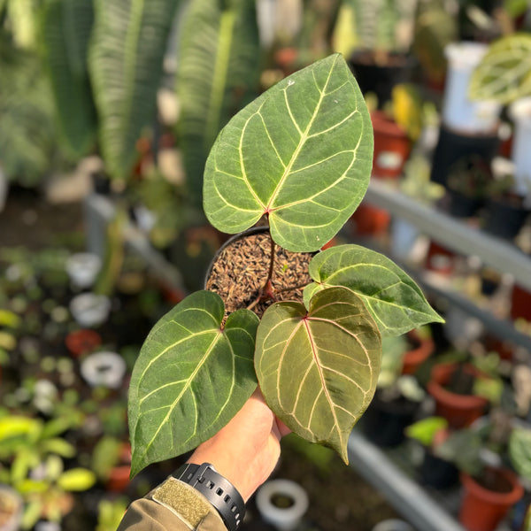 Anthurium papillilaminum red sonya